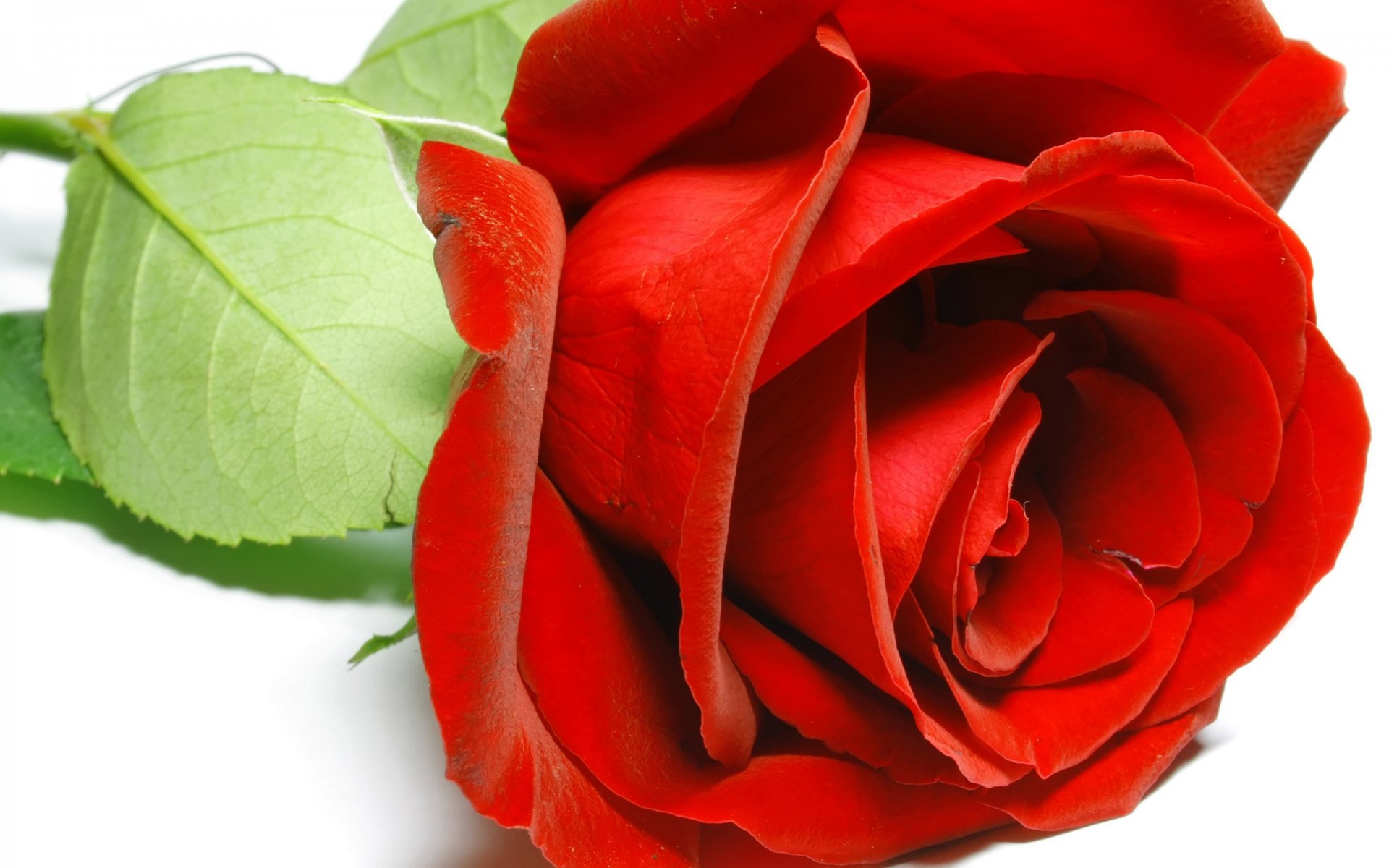 white background red rose petals close up