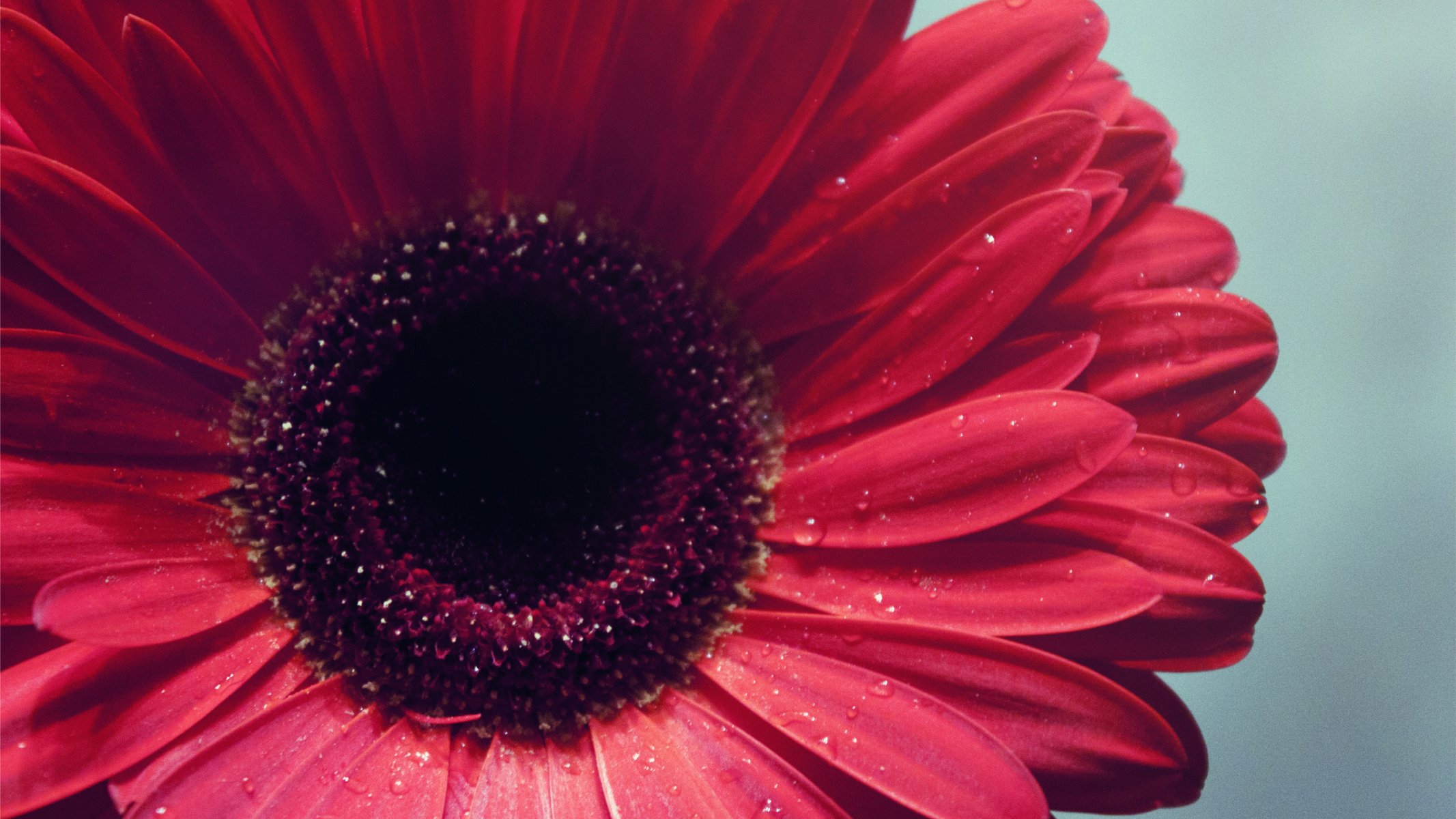 fiori gerbera macro messa a fuoco petali bocciolo acqua gocce