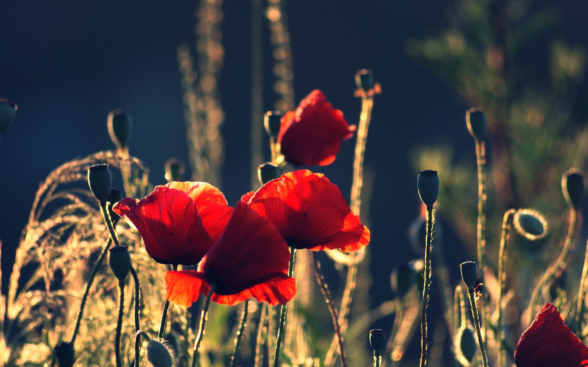 amapolas flores capullos pétalos rojos verano naturaleza