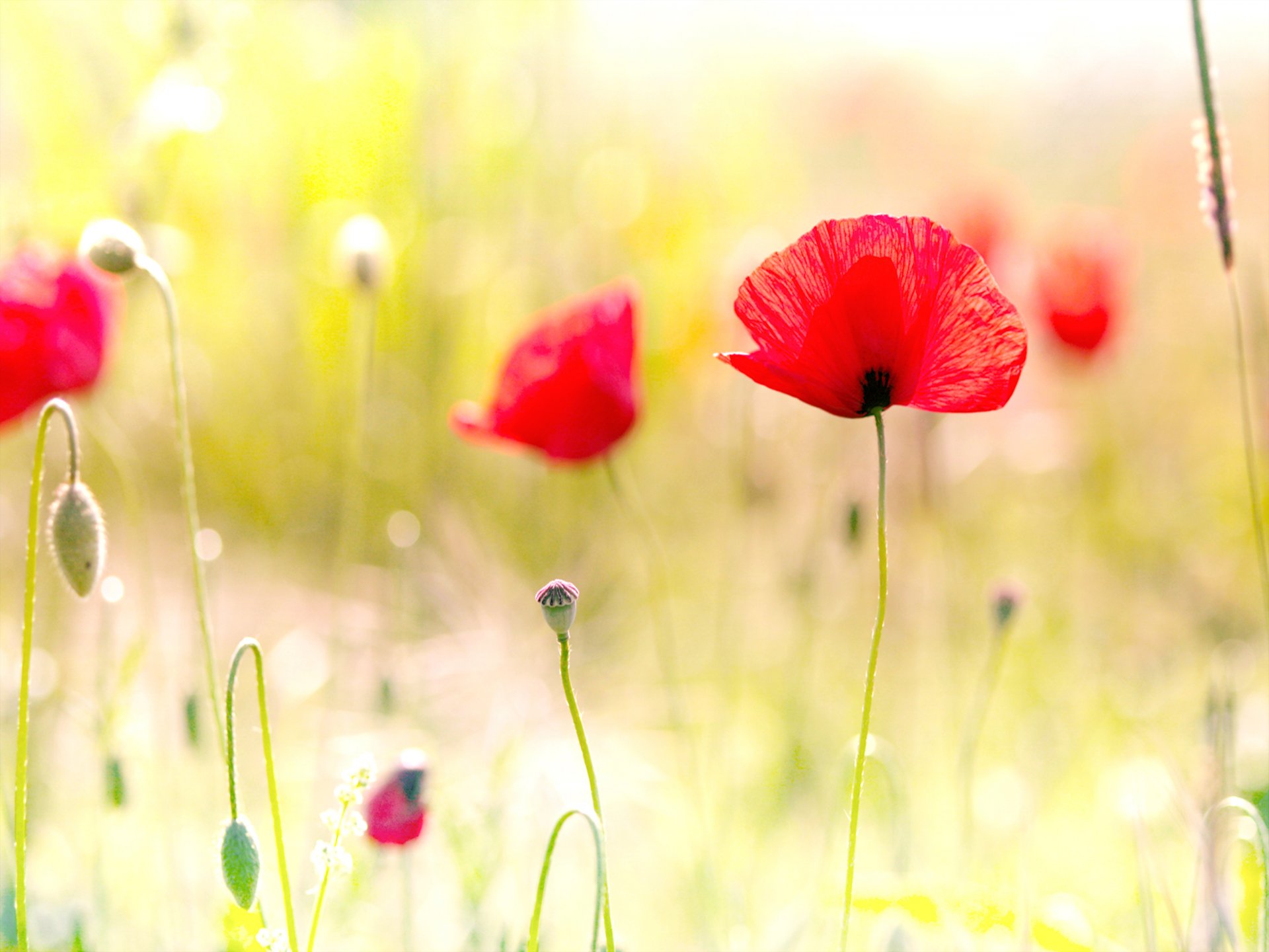 poppies close up the field light photo