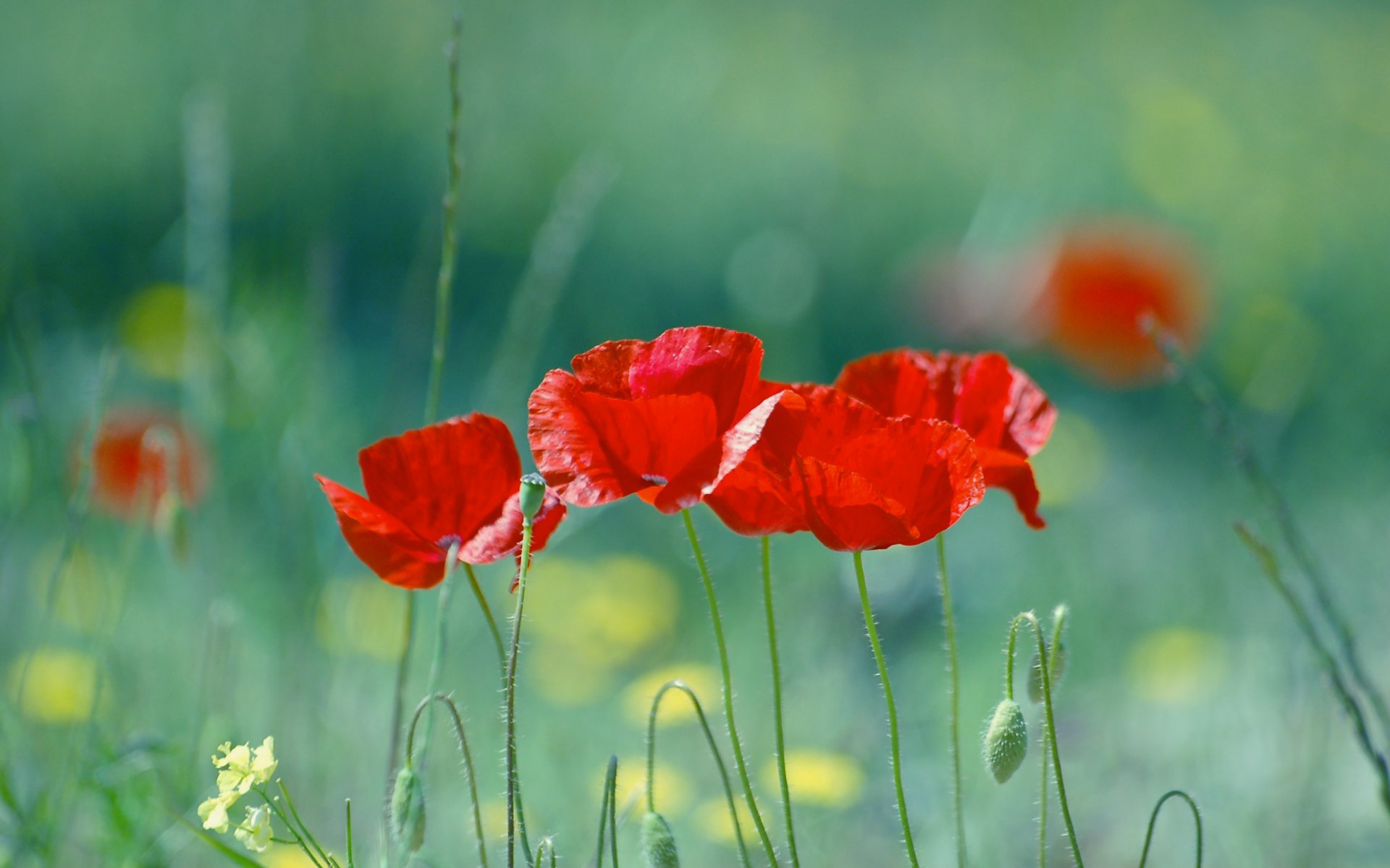 poppies red blur summer nature flower