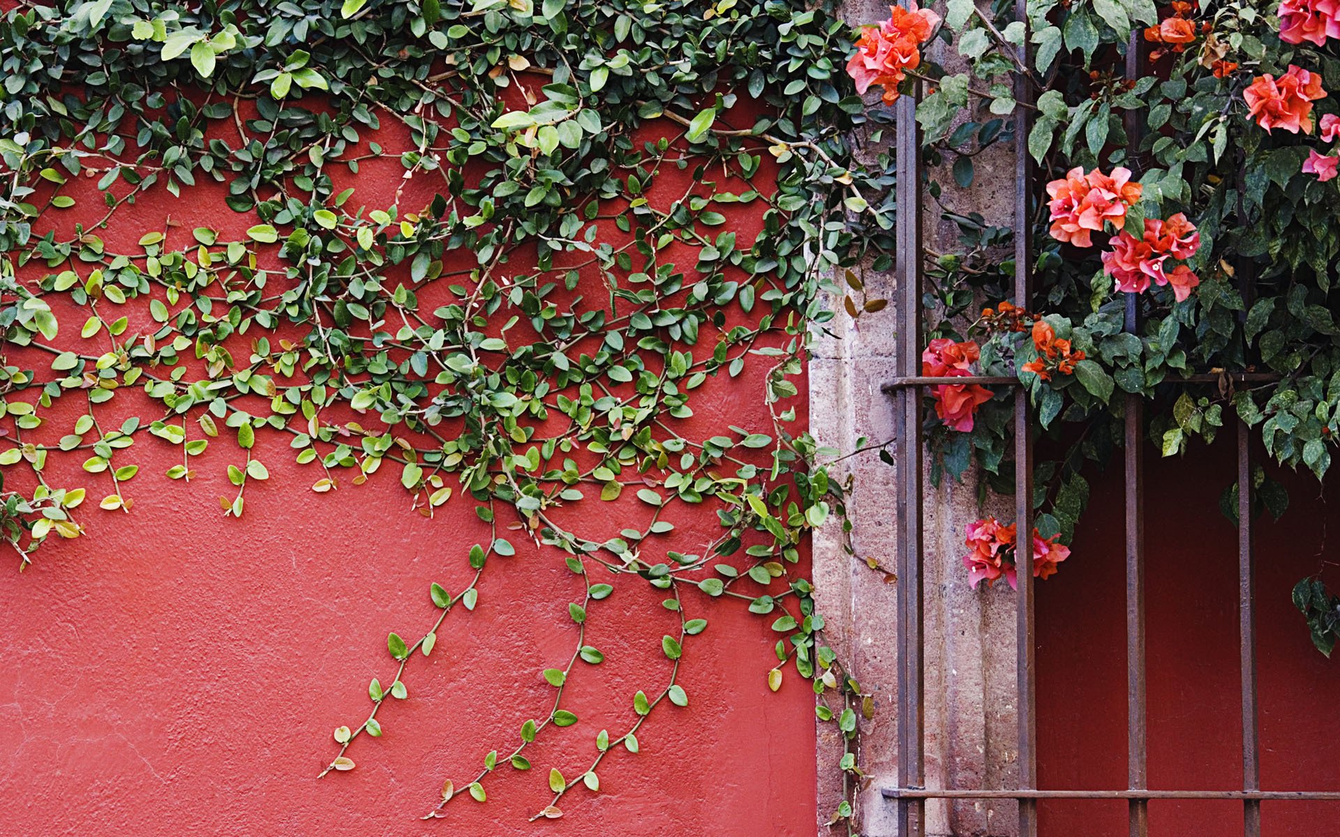 pared planta enredaderas flores