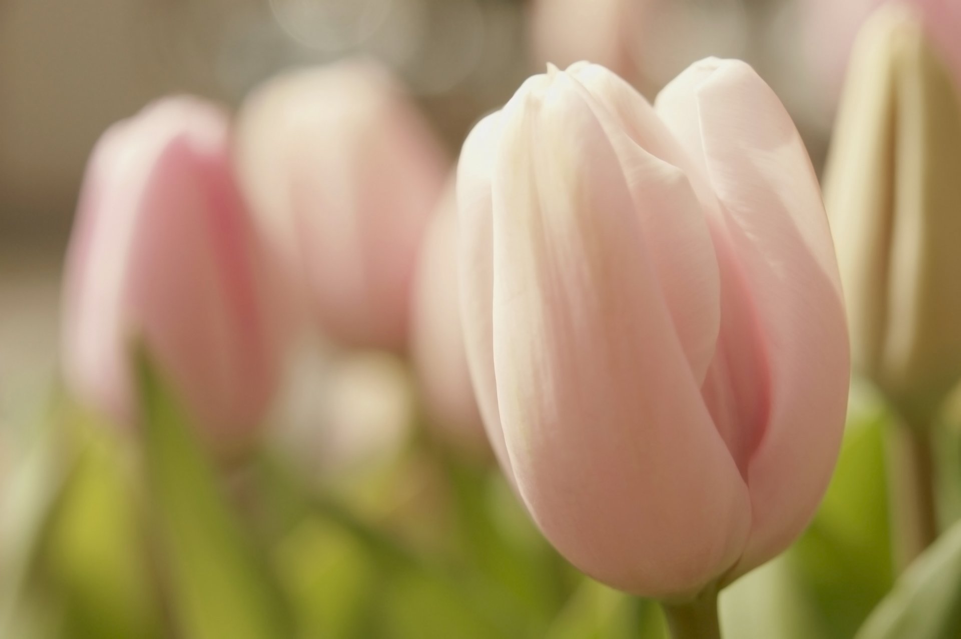 tulipan różowy bud kwiat delikatność wiosna makro kwiaty