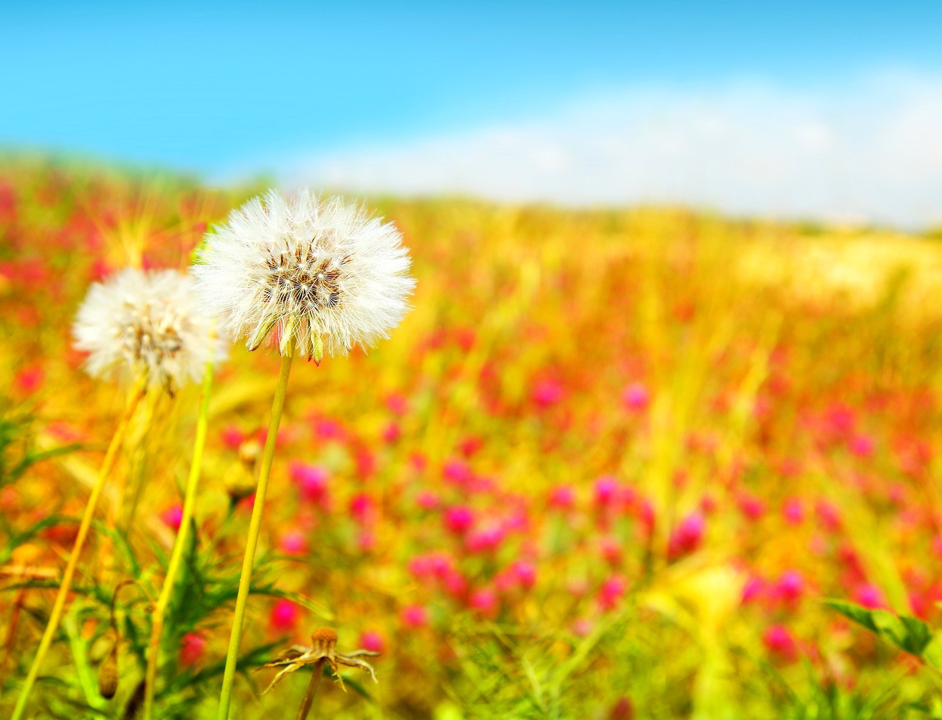 bellissimo campo denti di leone campo fiori bianco primavera natura blu cielo