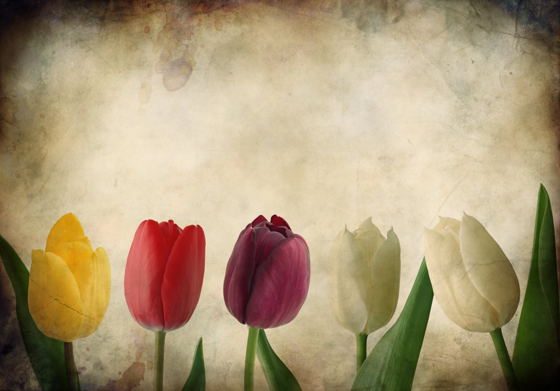 grunge textur tulpe tulpen blumen papier