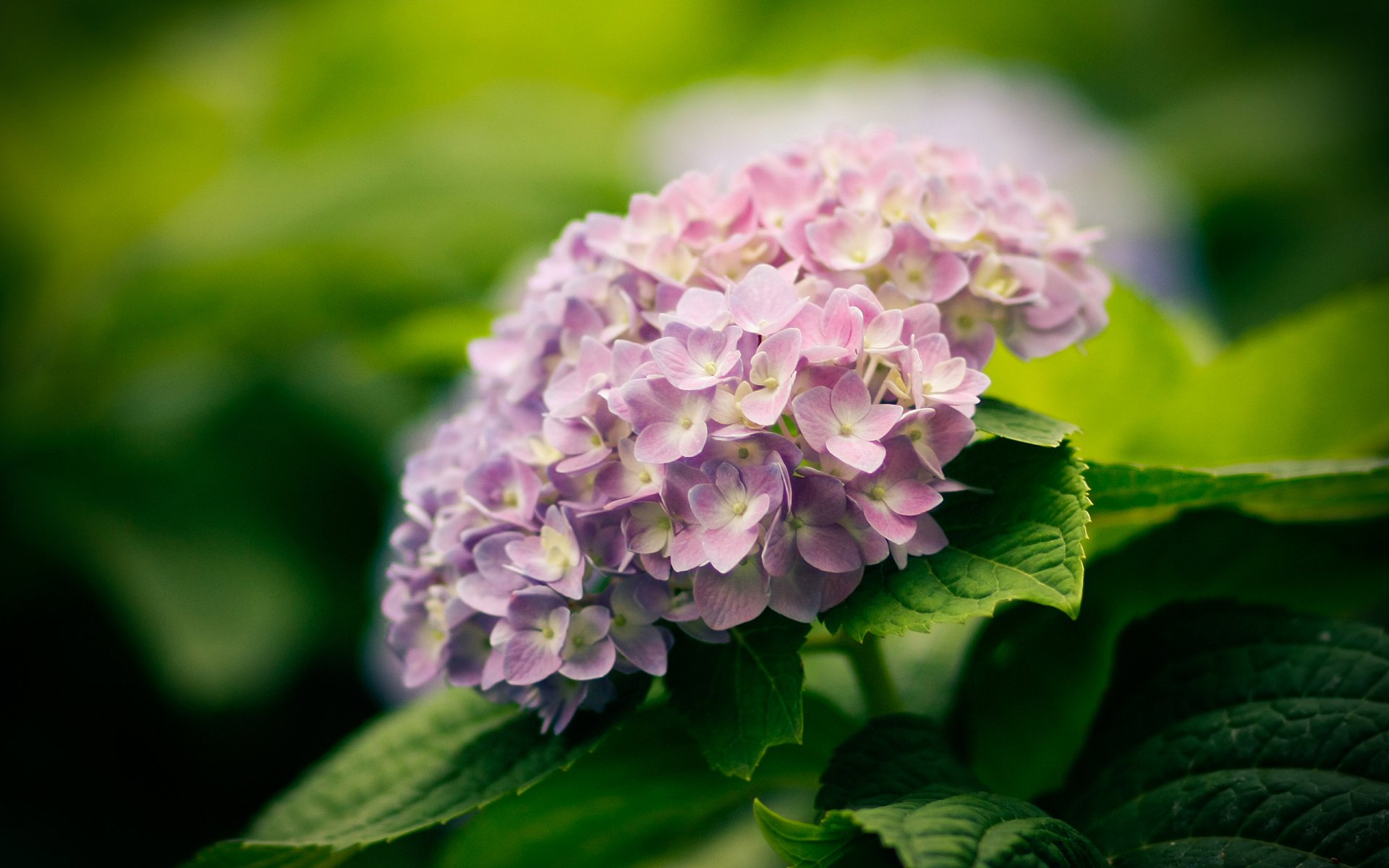 nature plants flower hydrangea leaves bloom wallpaper