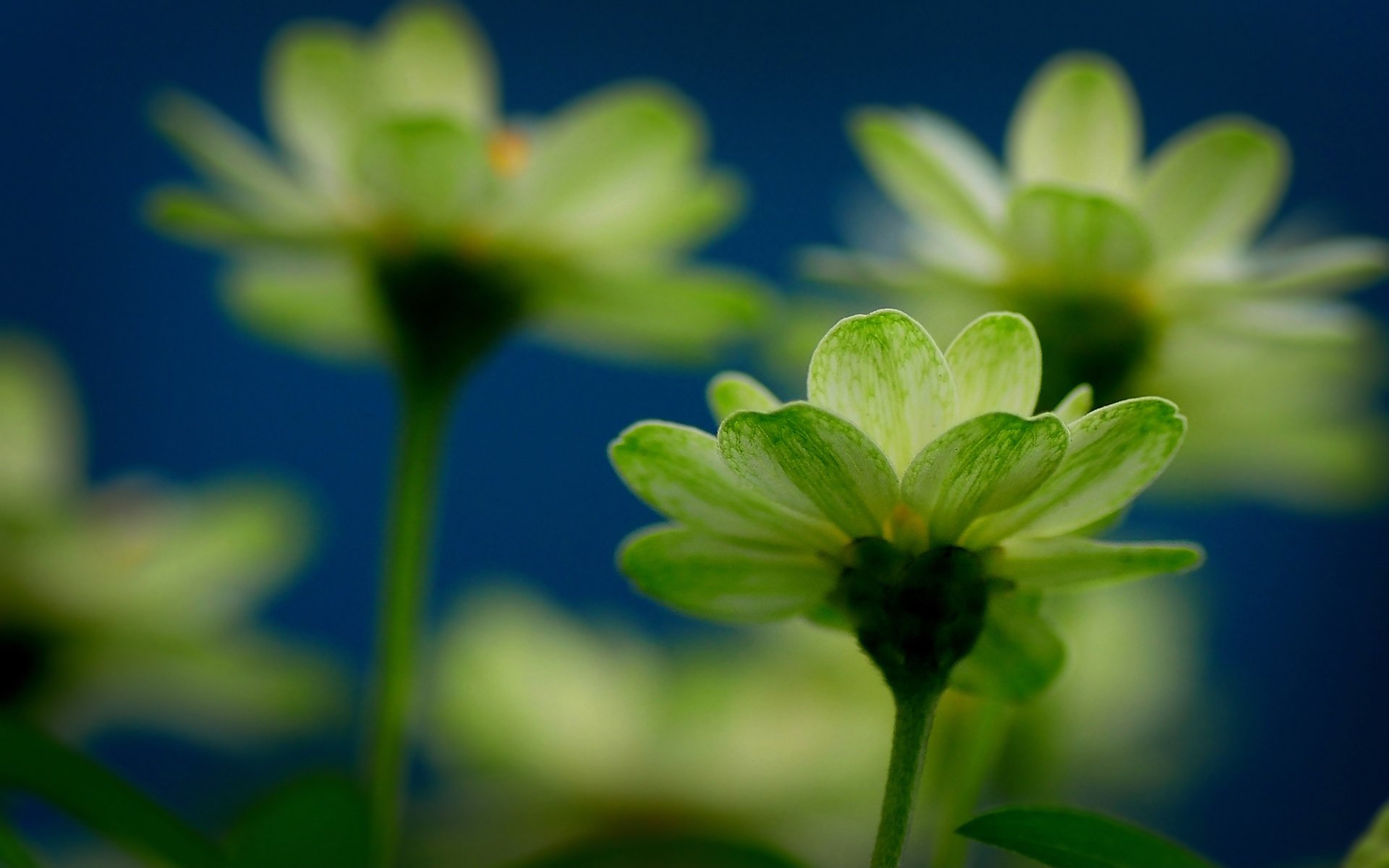 blumen blumen blume frische stimmung fokus