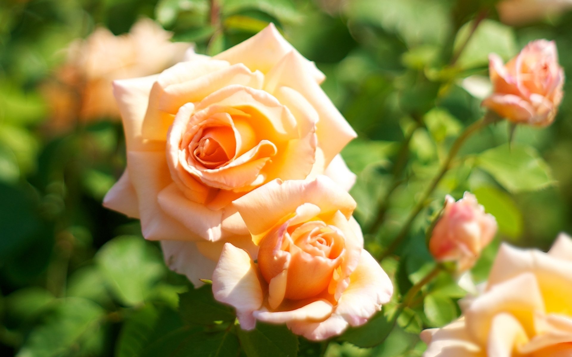 rosen orange blumen makro unschärfe farbe