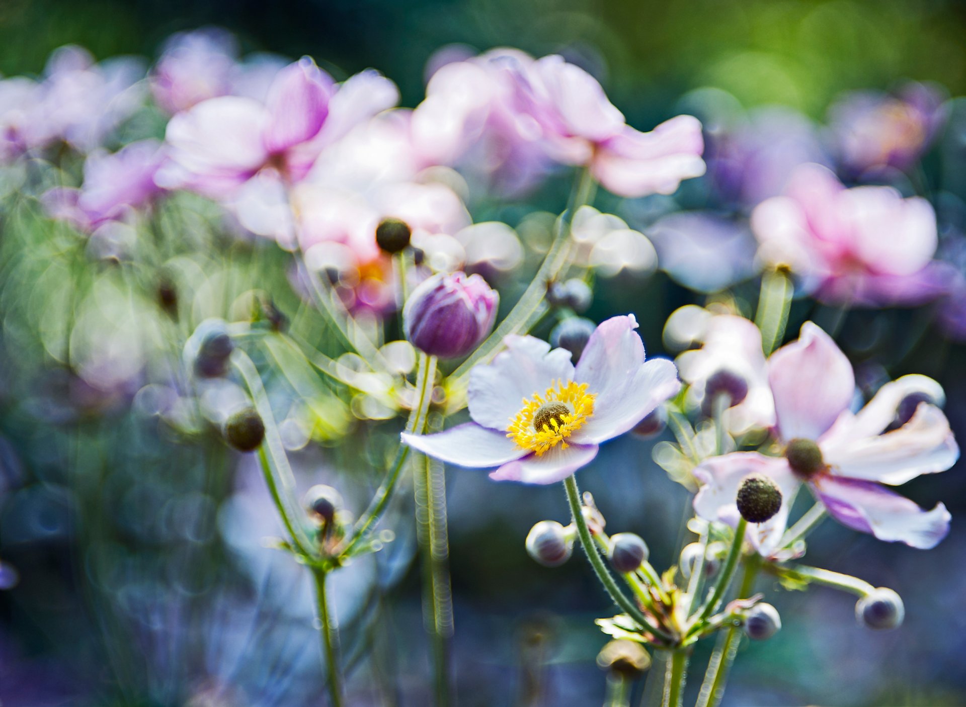 fleurs anémones flou mise au point éblouissement lumière gros plan