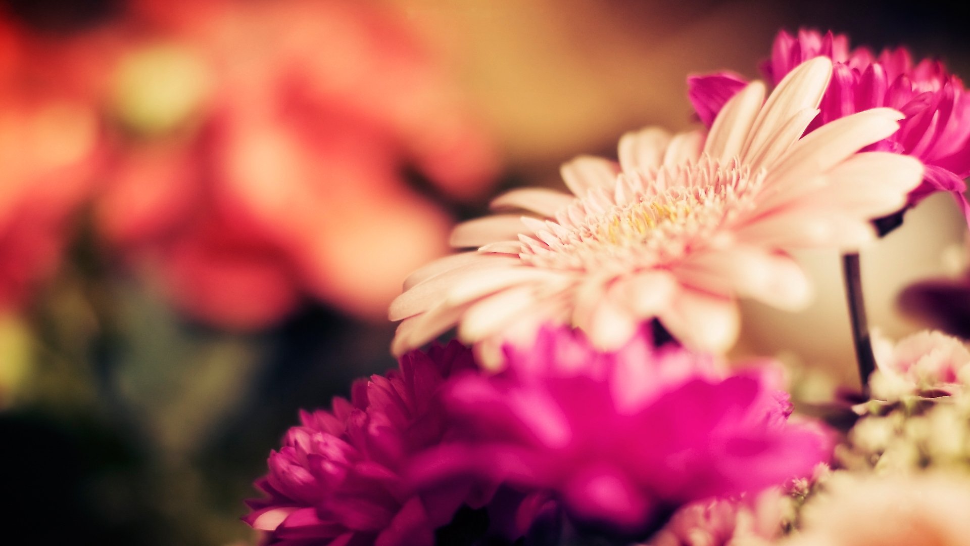 fiori gerbera messa a fuoco steli boccioli macro petali natura