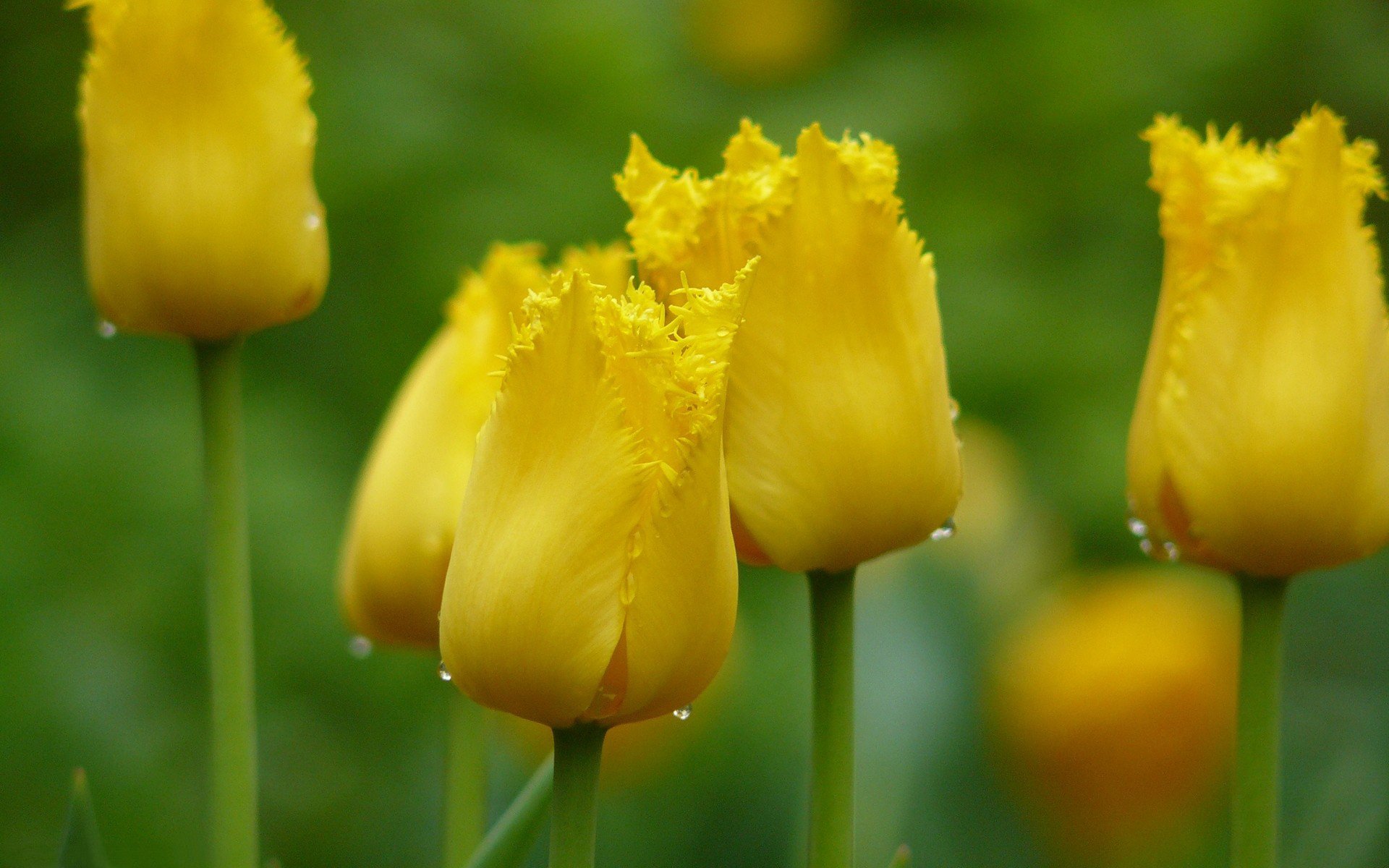 tulipes jaune bourgeons gouttes mise au point printemps fleurs gros plan