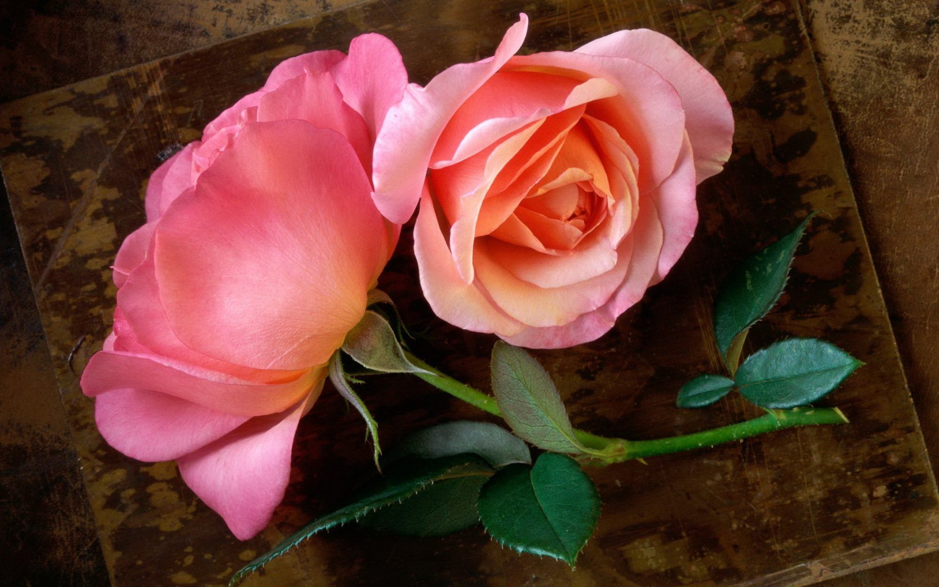 roses the stem leaves bud