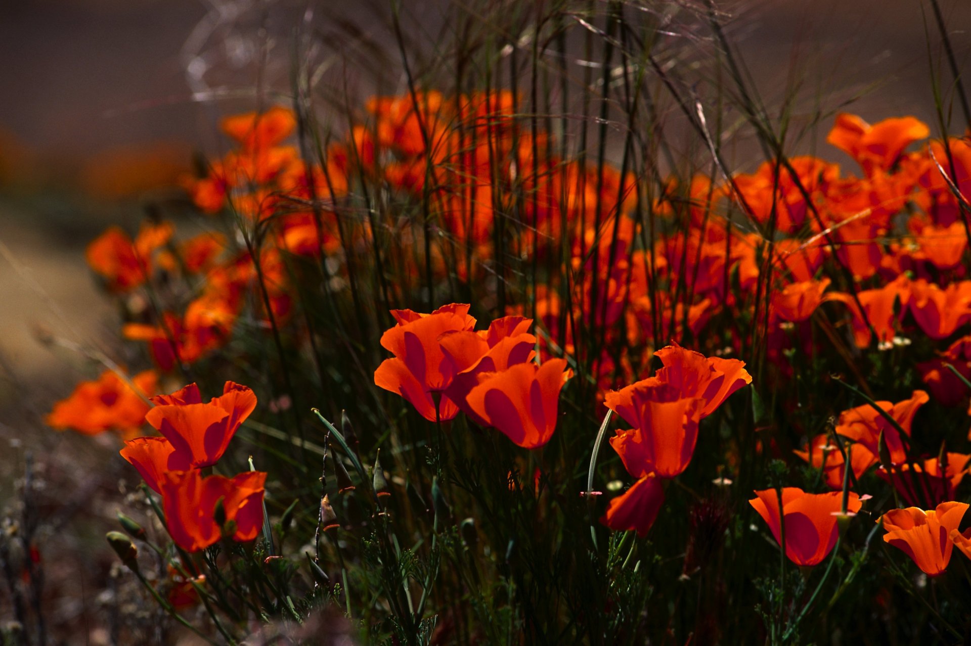 poppies flower buds petals red grass nature