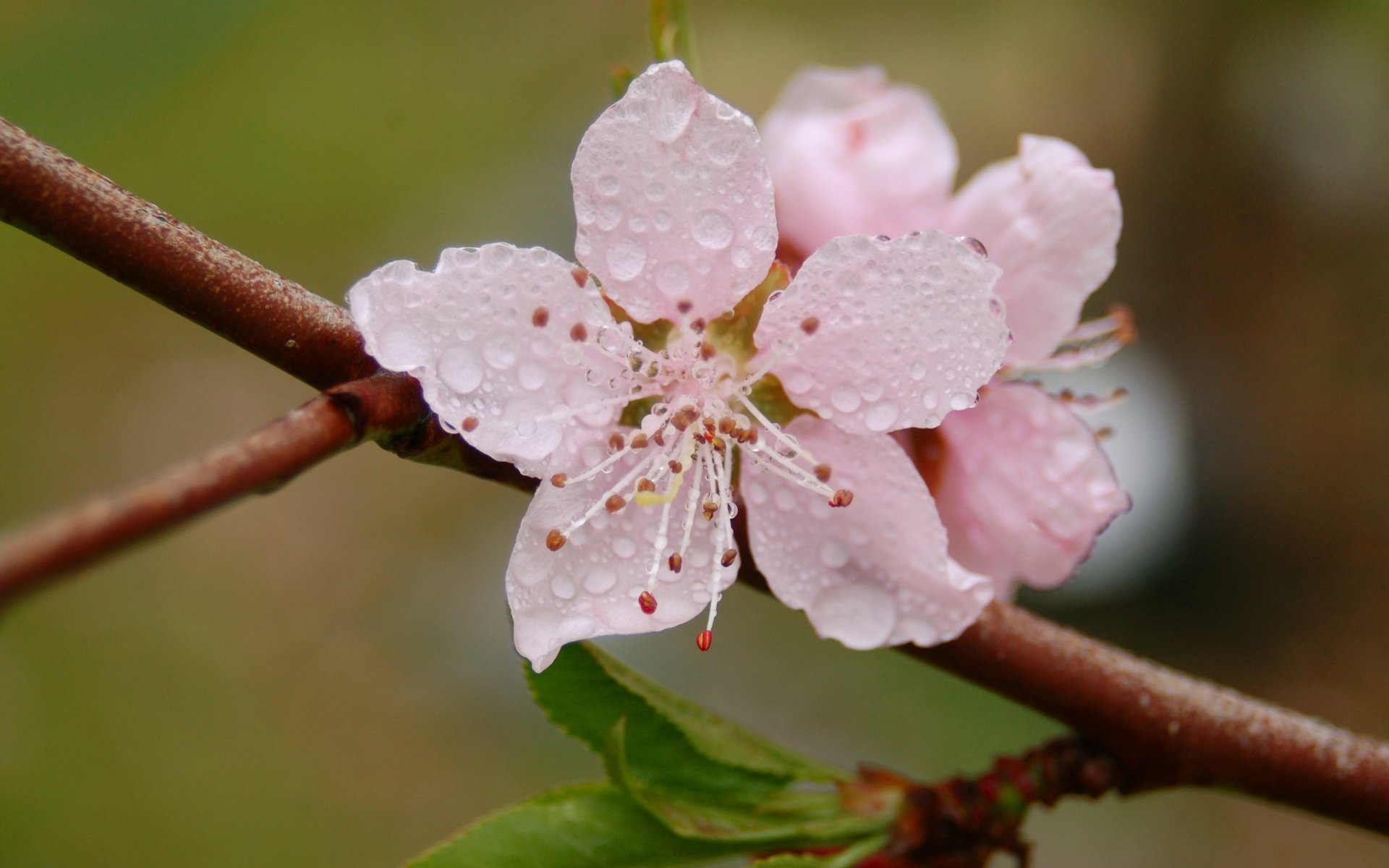 kwiat makro płatki różowe krople rosa kwitnienie gałąź świeżość wiosna