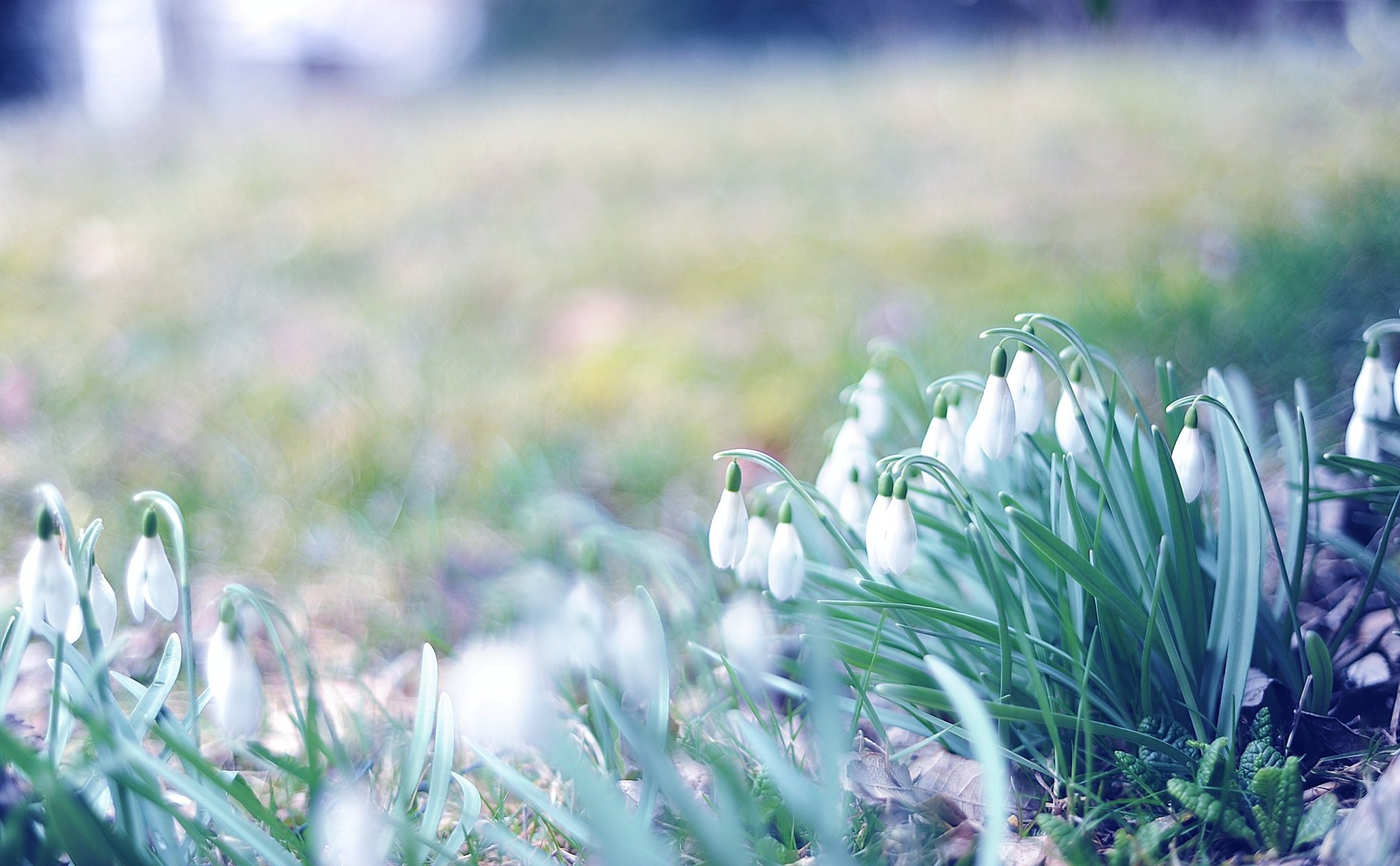 photo close up flower snowdrops grass spring primroses blur bokeh wallpaper