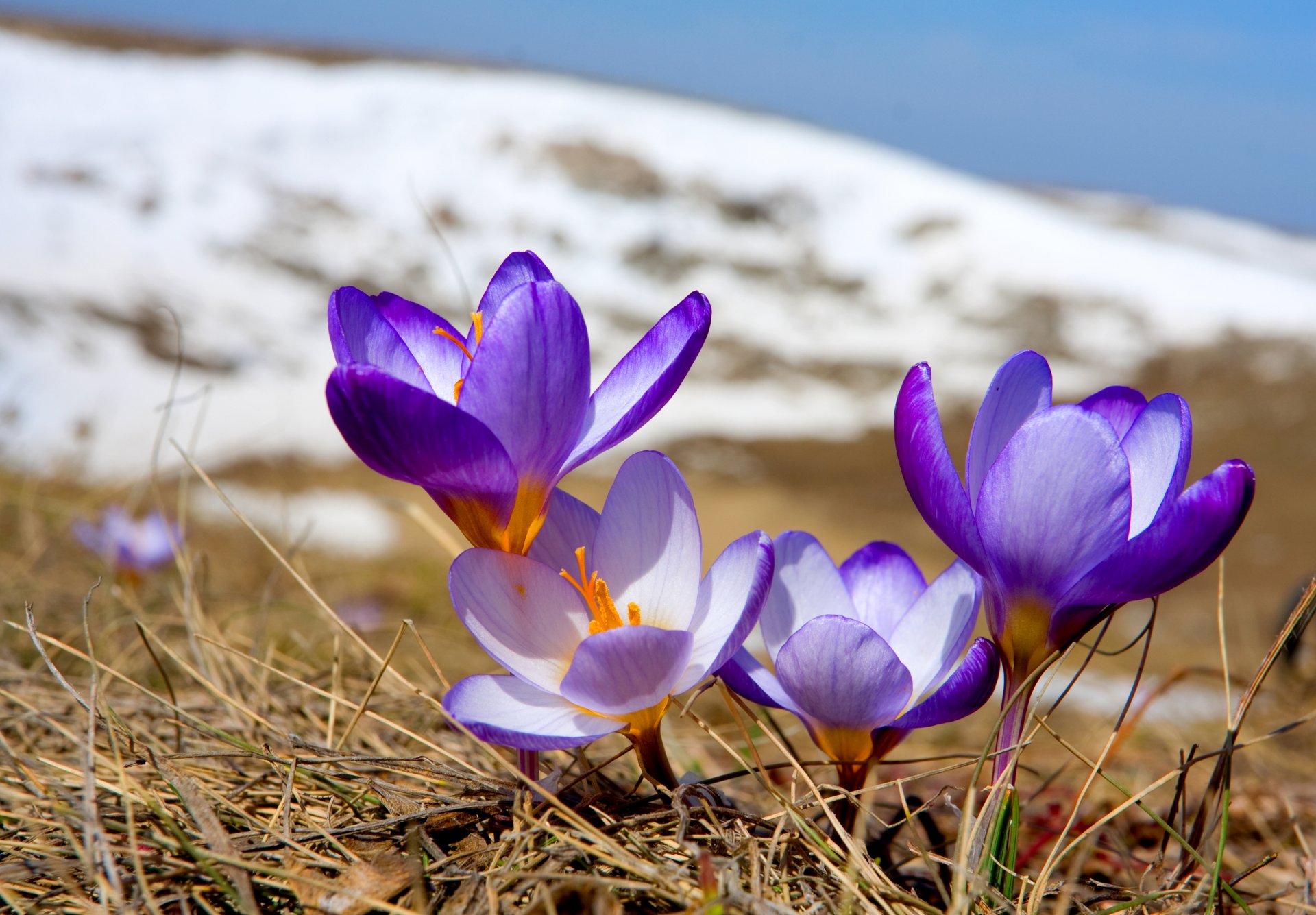 crocus fleurs primevère floraison printemps nature