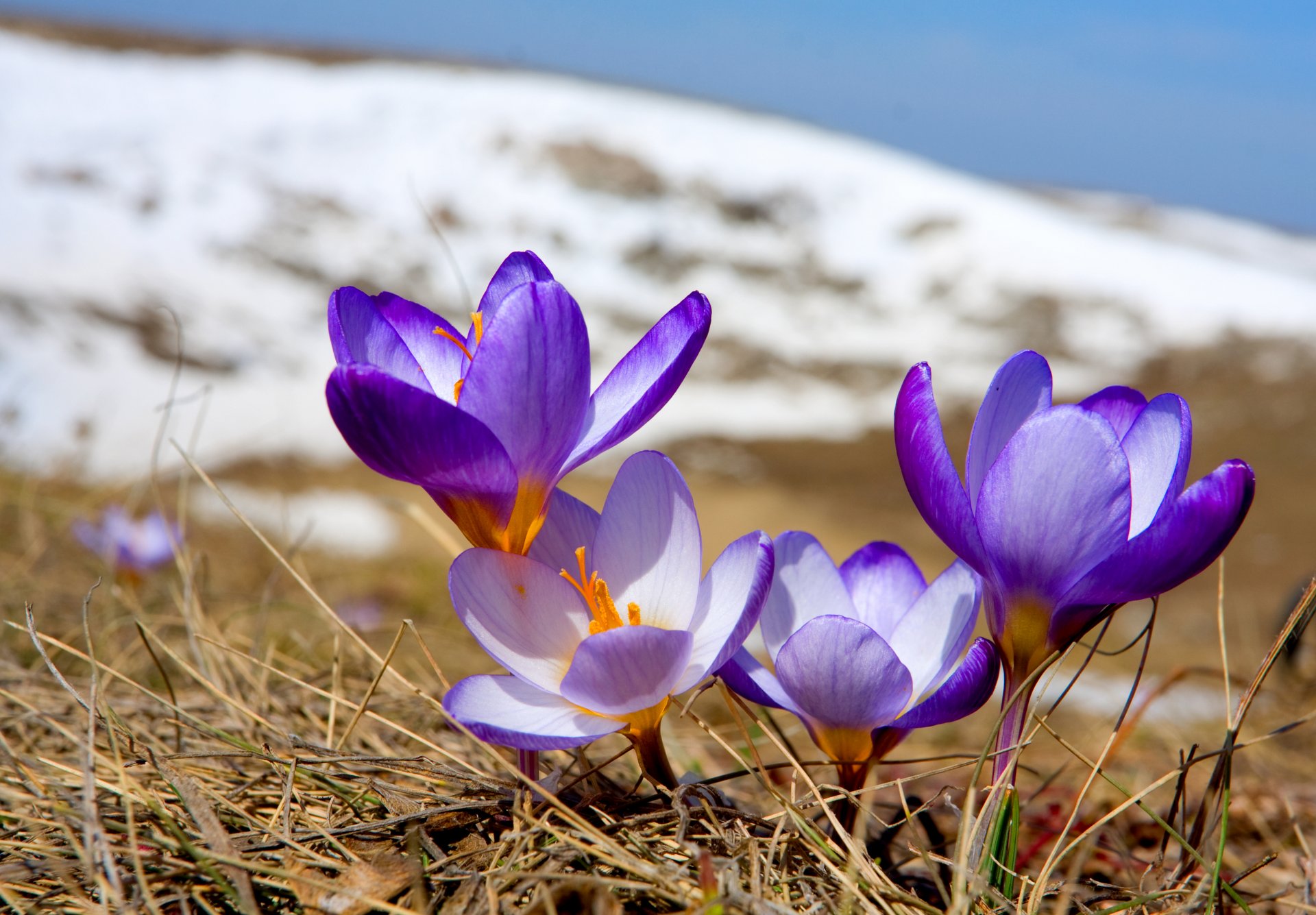 krokusse blumen primel blüte frühling natur