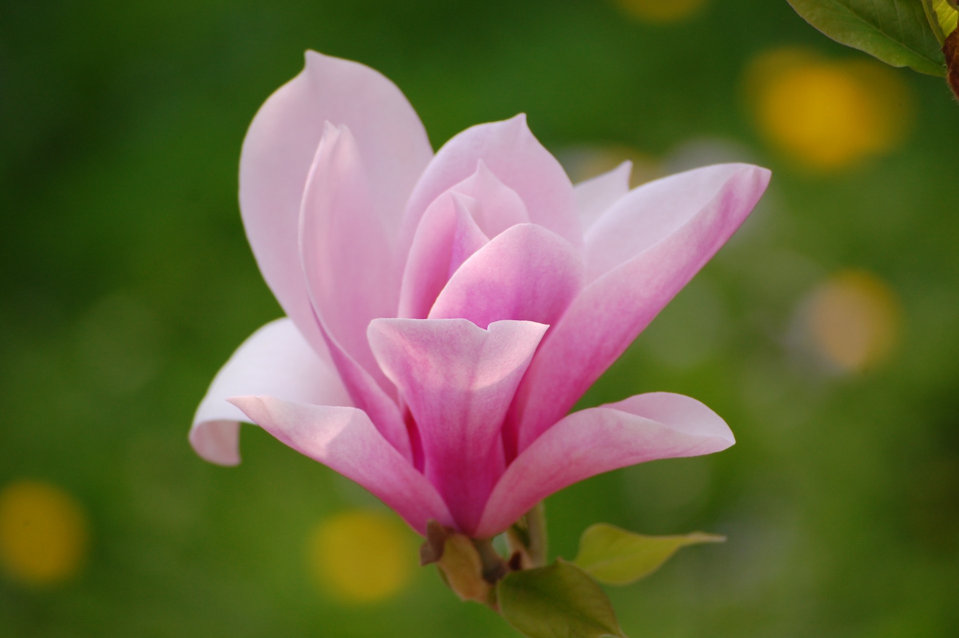 magnolia rose fleur pétales lumière fleurs gros plan