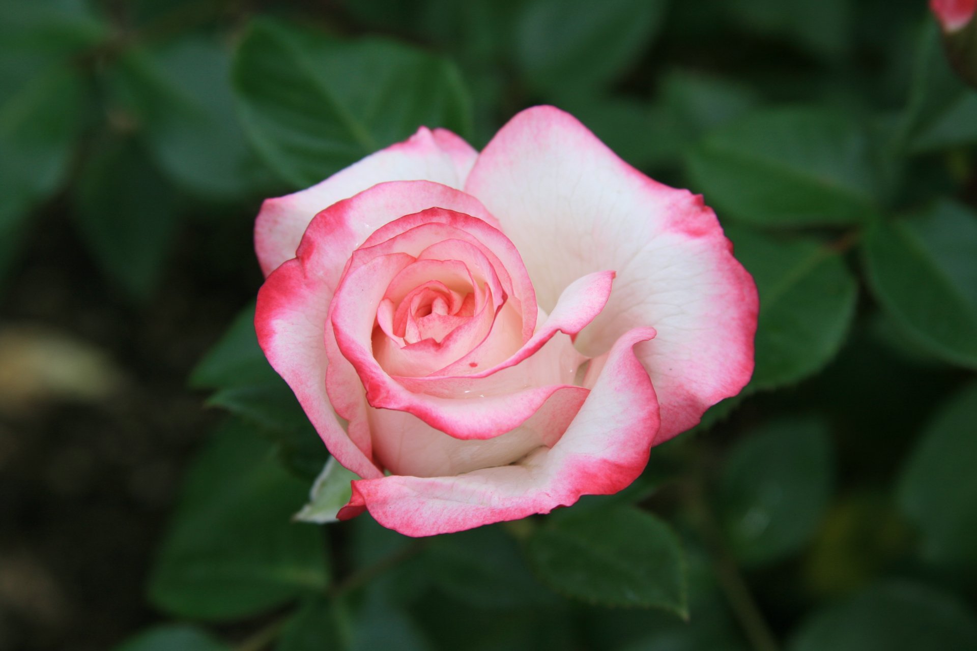 fleurs roses roses nature beauté matin