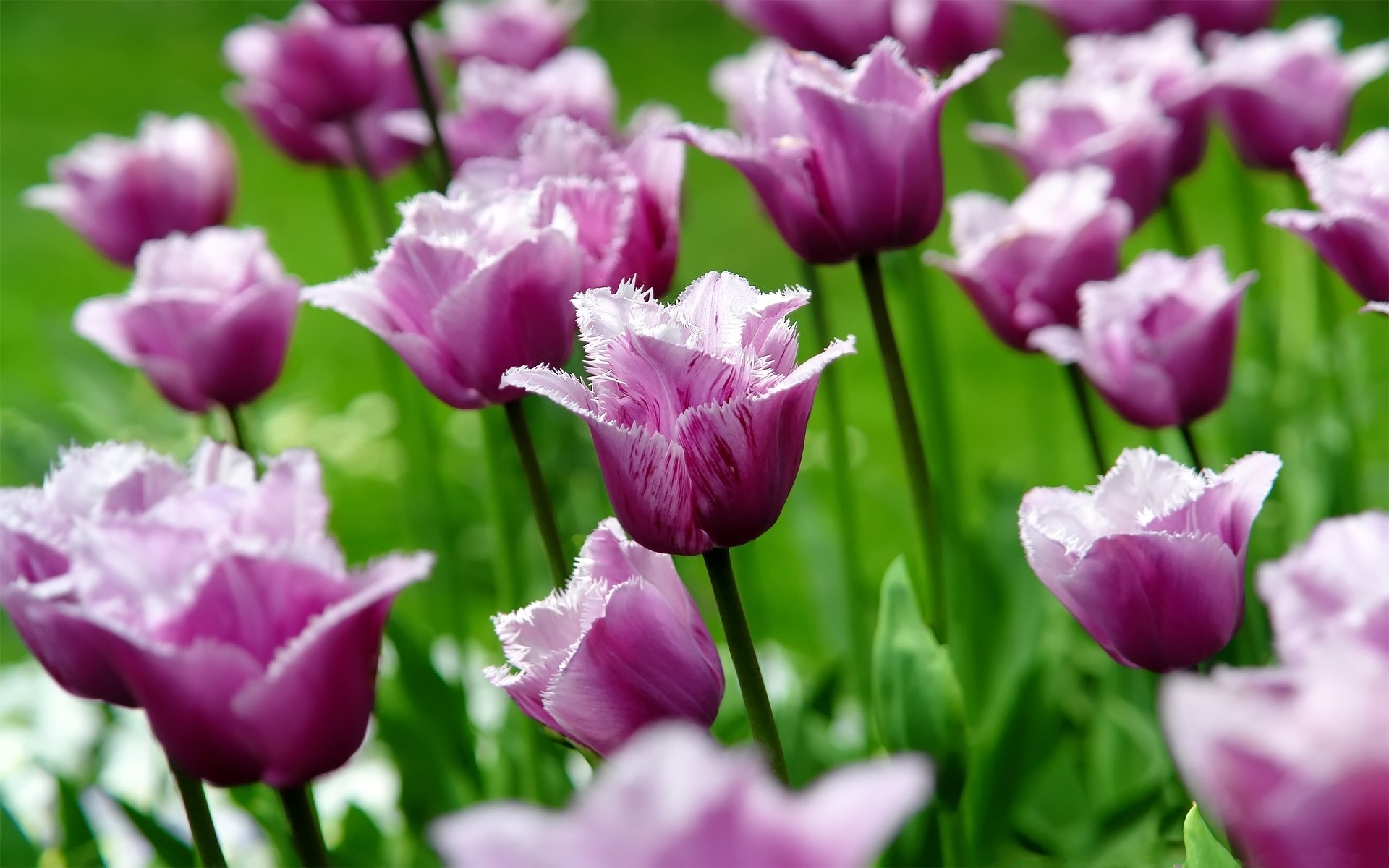 tulips tulip flowers flower buds petals spring nature macro