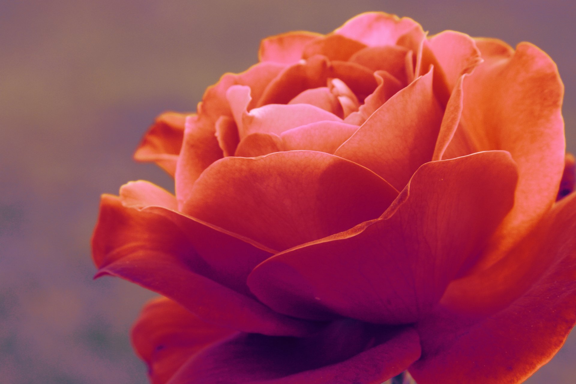 rosa flora macro tenerezza