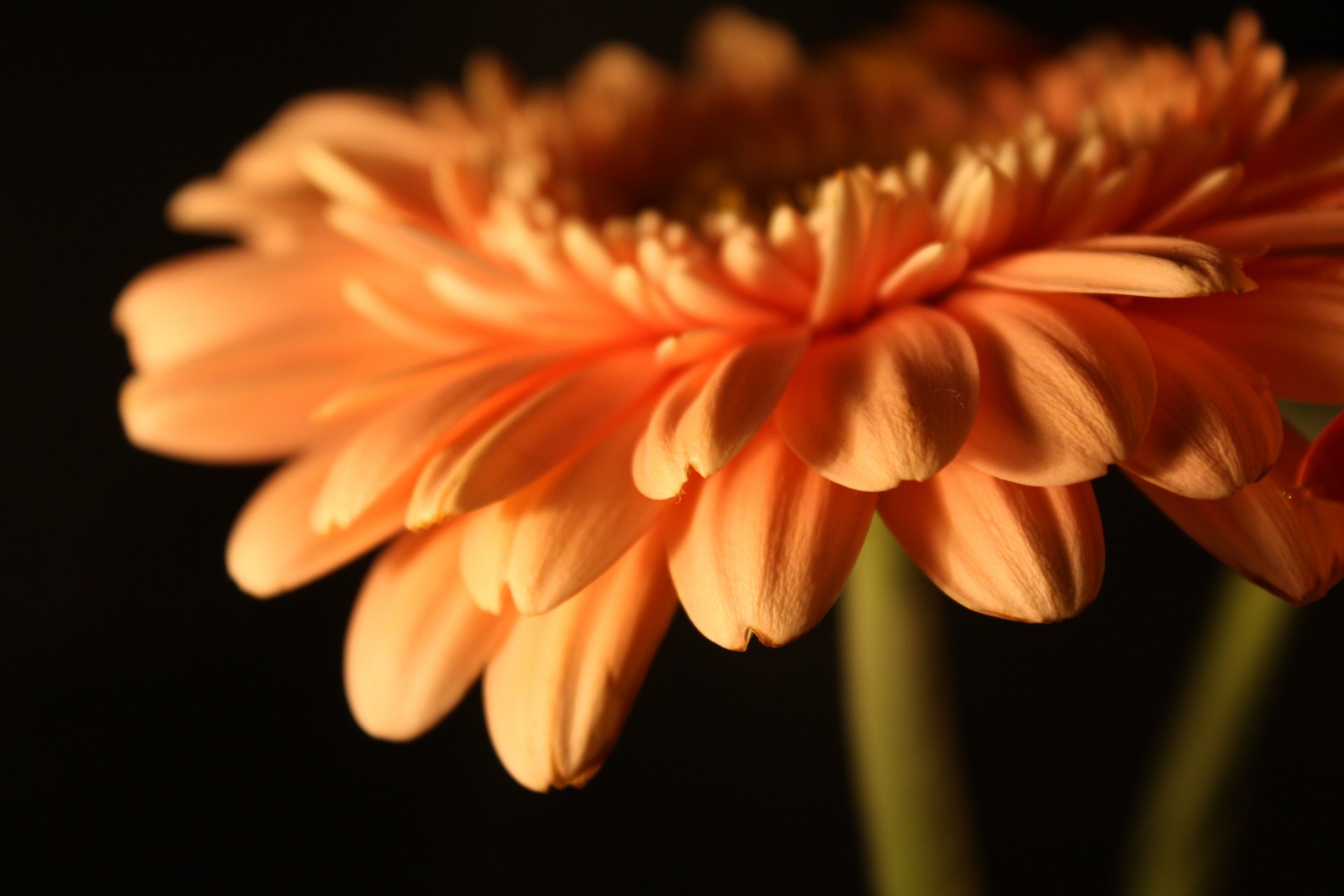 kwiaty gerbera pączek płatki kwiat łodyga