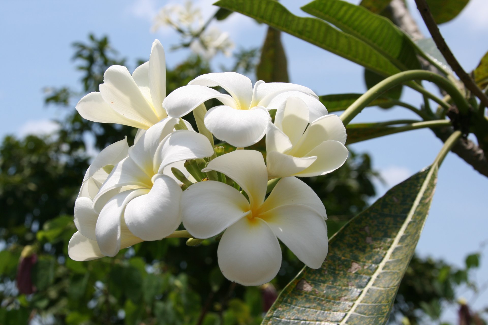 flores naturaleza magnolia mar tailandia viaje árbol vacaciones paseo estado de ánimo