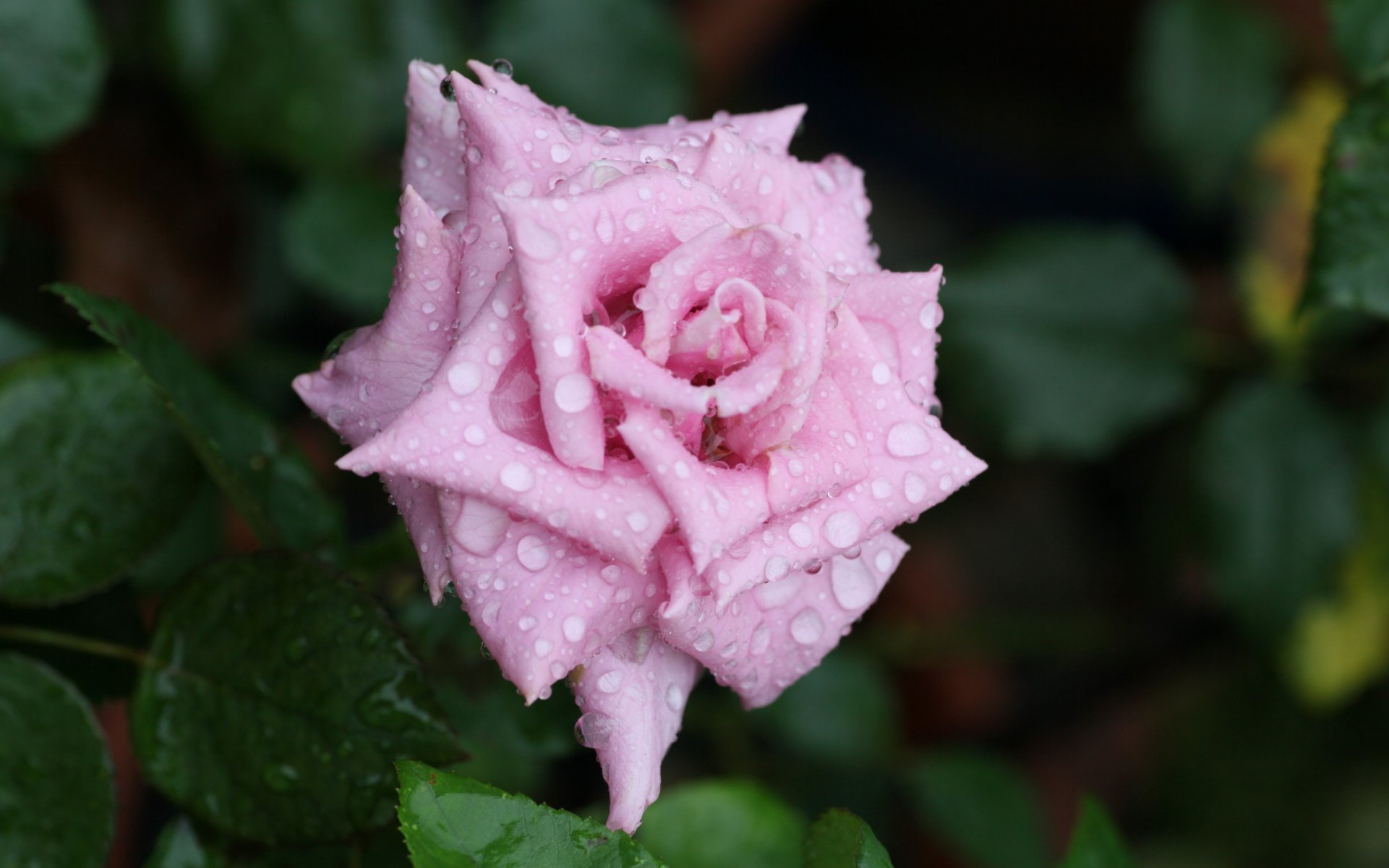 rose stieg blume knospe blütenblätter tau tropfen wasser makro