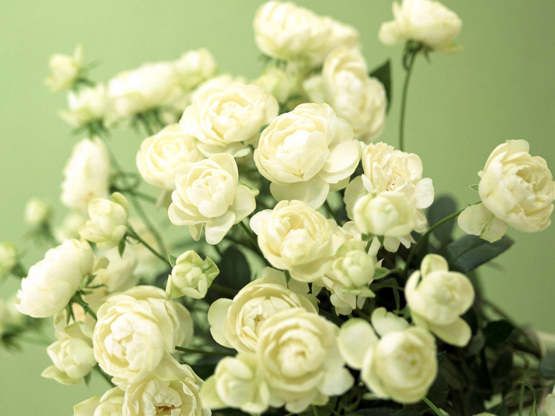 flowers buds green white tenderness wallpaper photo