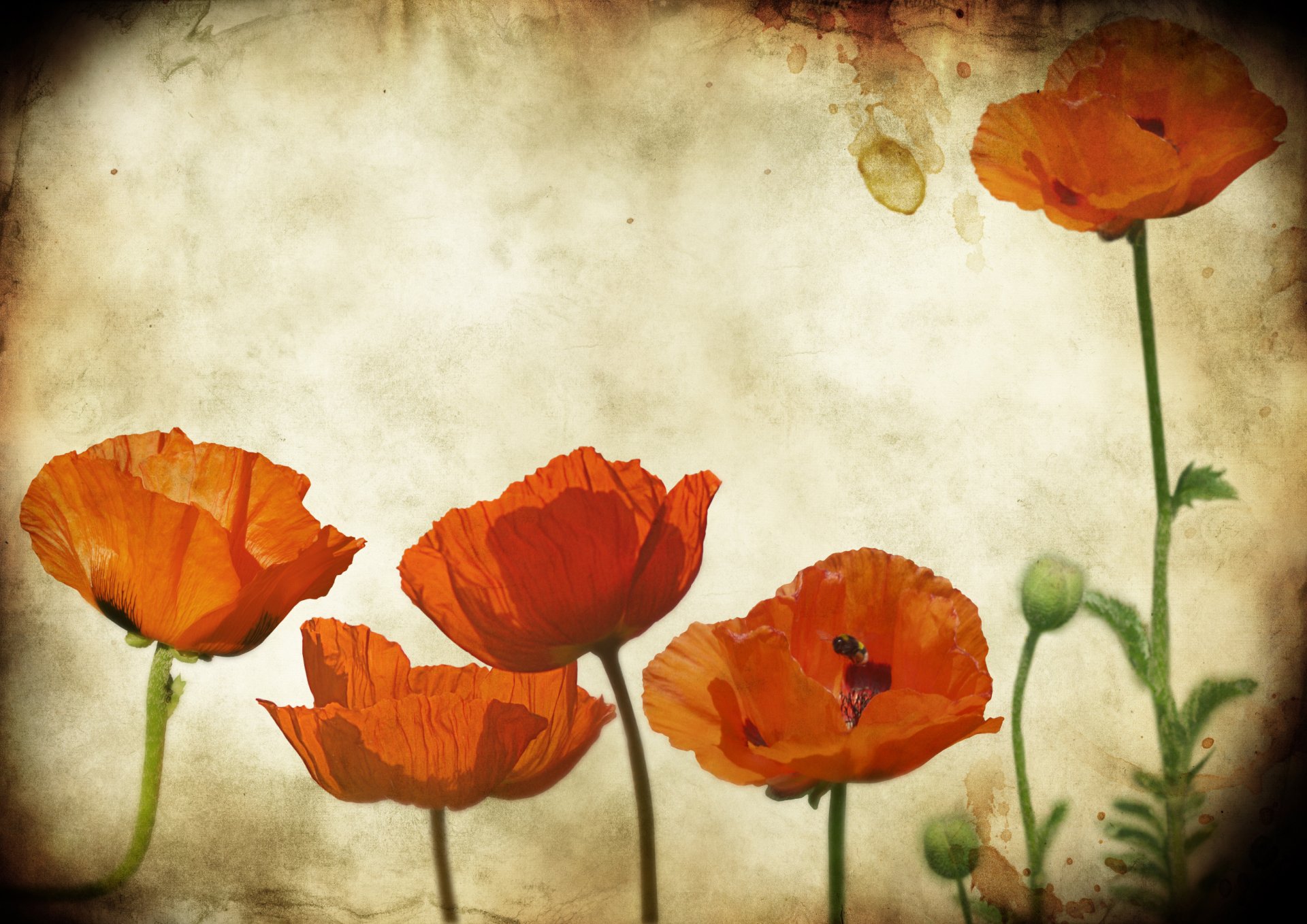 grunge texture coquelicots coquelicots fleurs papier