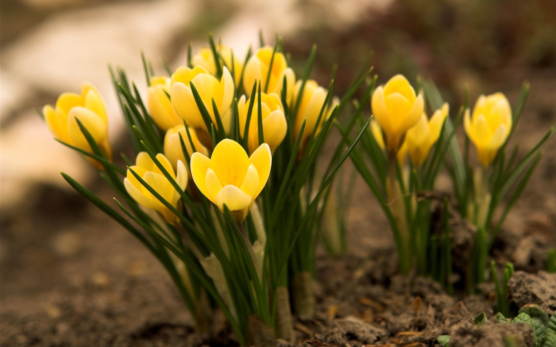 crocus jaune fleurs herbe terre primevère printemps nature gros plan