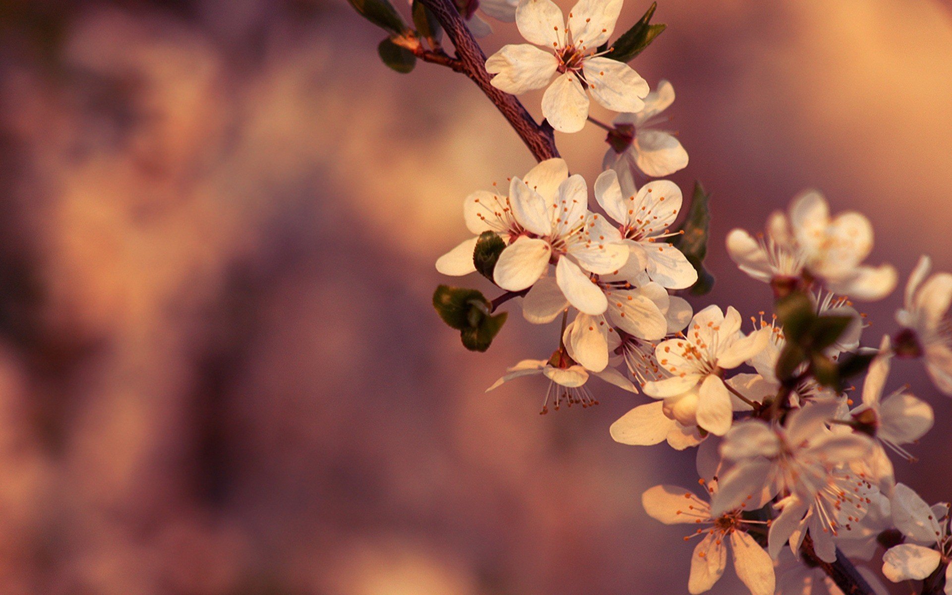 branche cerise fleurs floraison printemps couleur macro