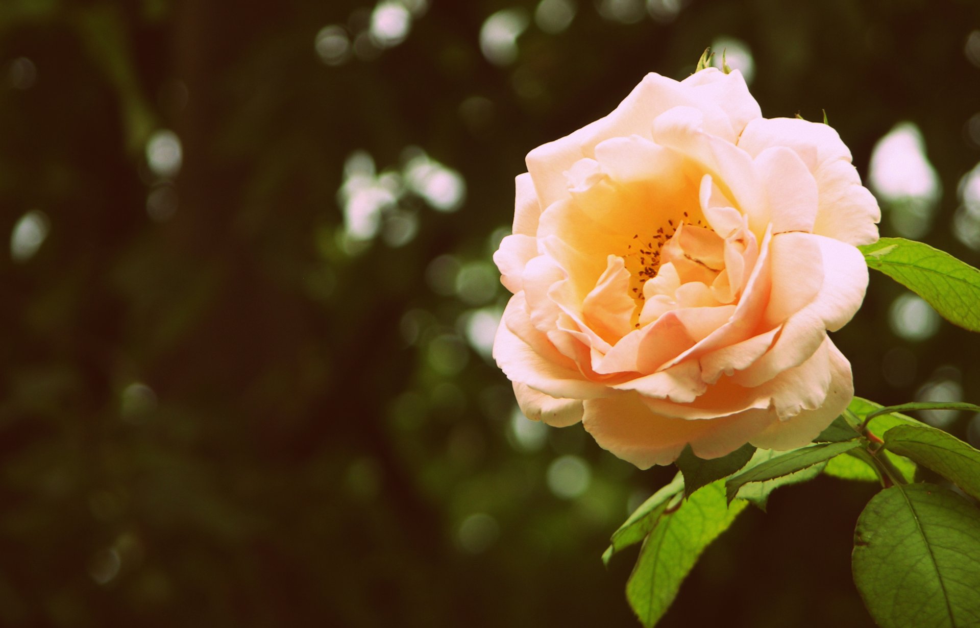 rose pétales fleur feuilles bourgeon verdure fond éblouissement gros plan