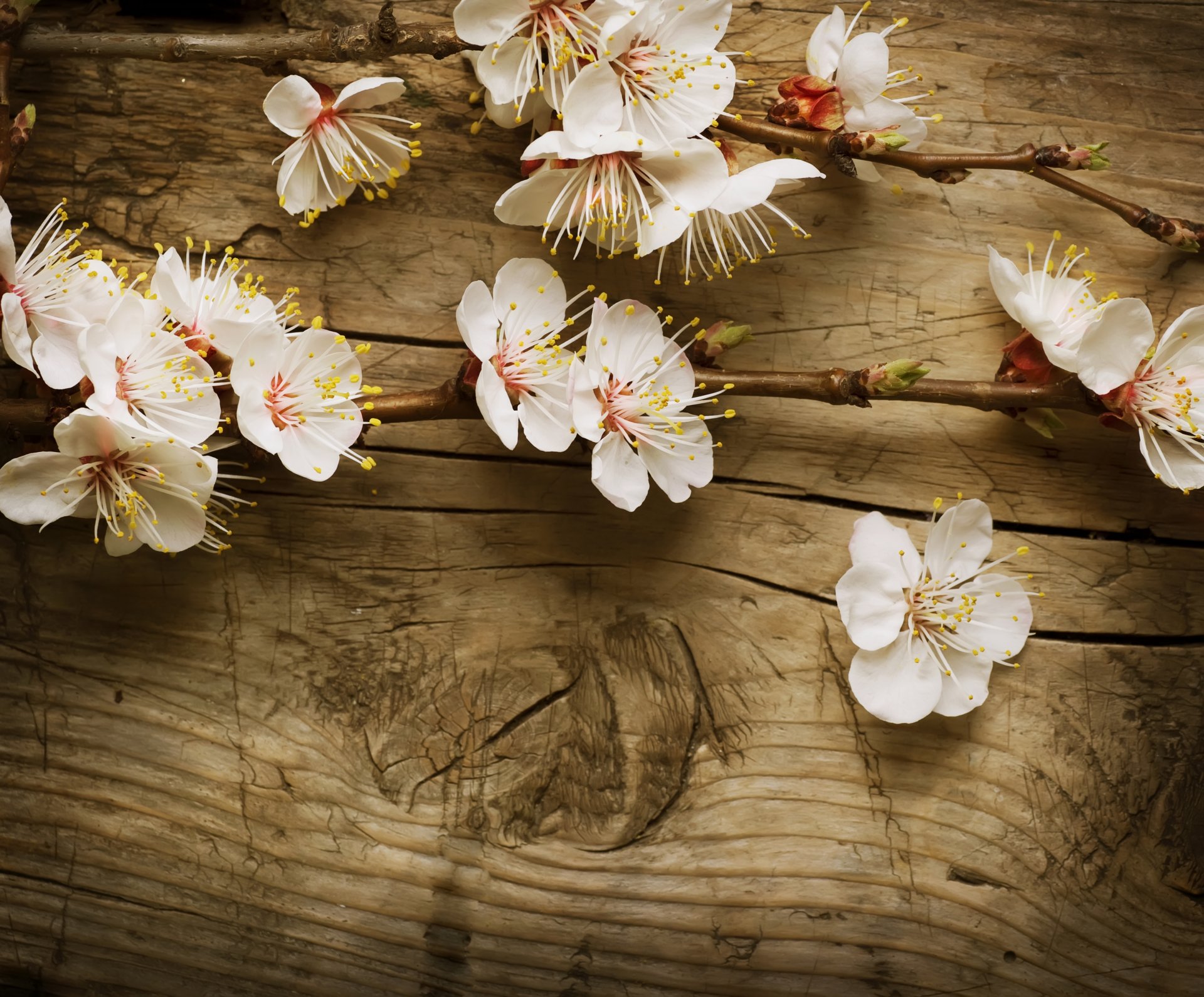 apple tree branch planks board tree