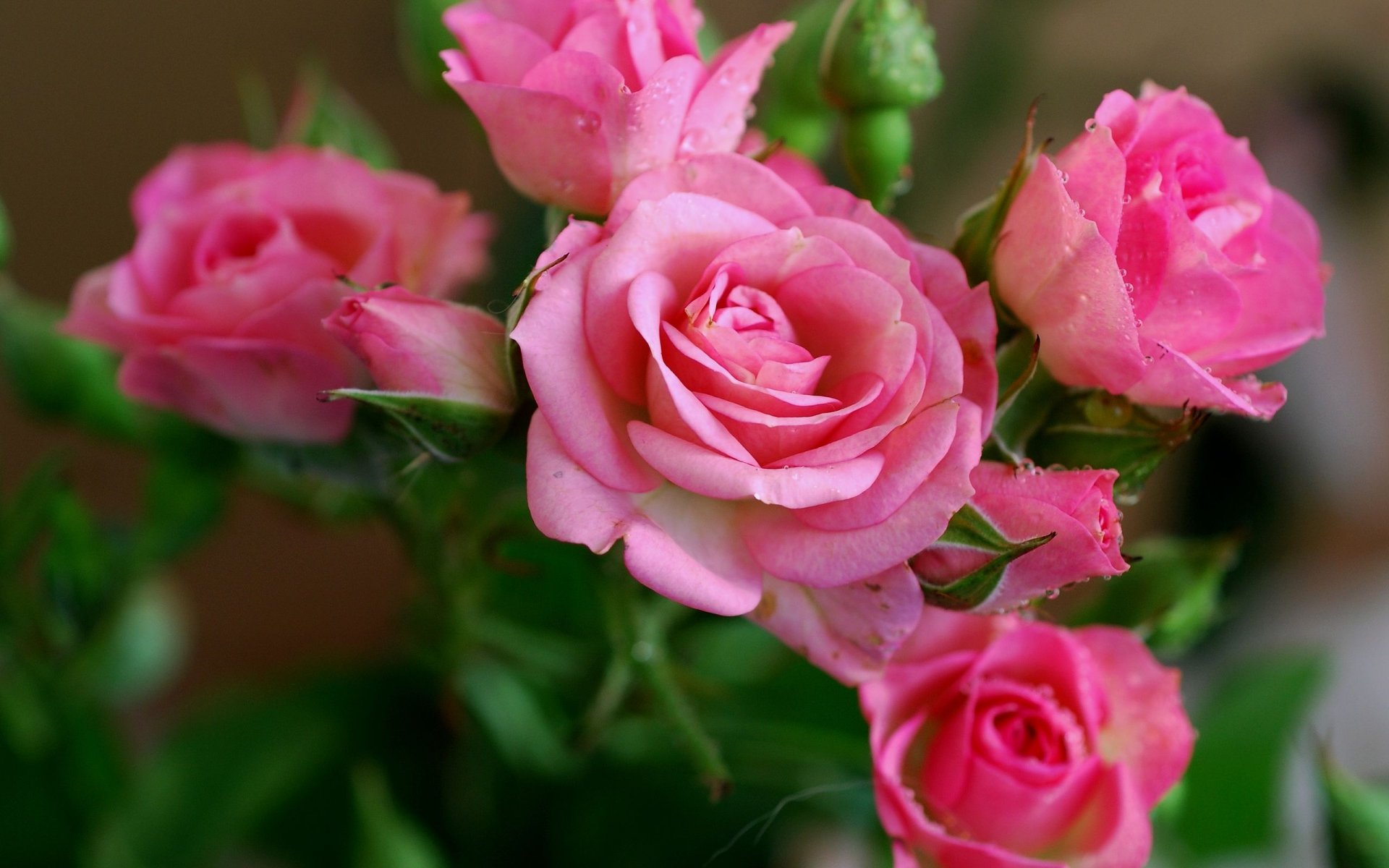 rose pink flower beautiful wallpapers nature roses pink flowers petals beauty