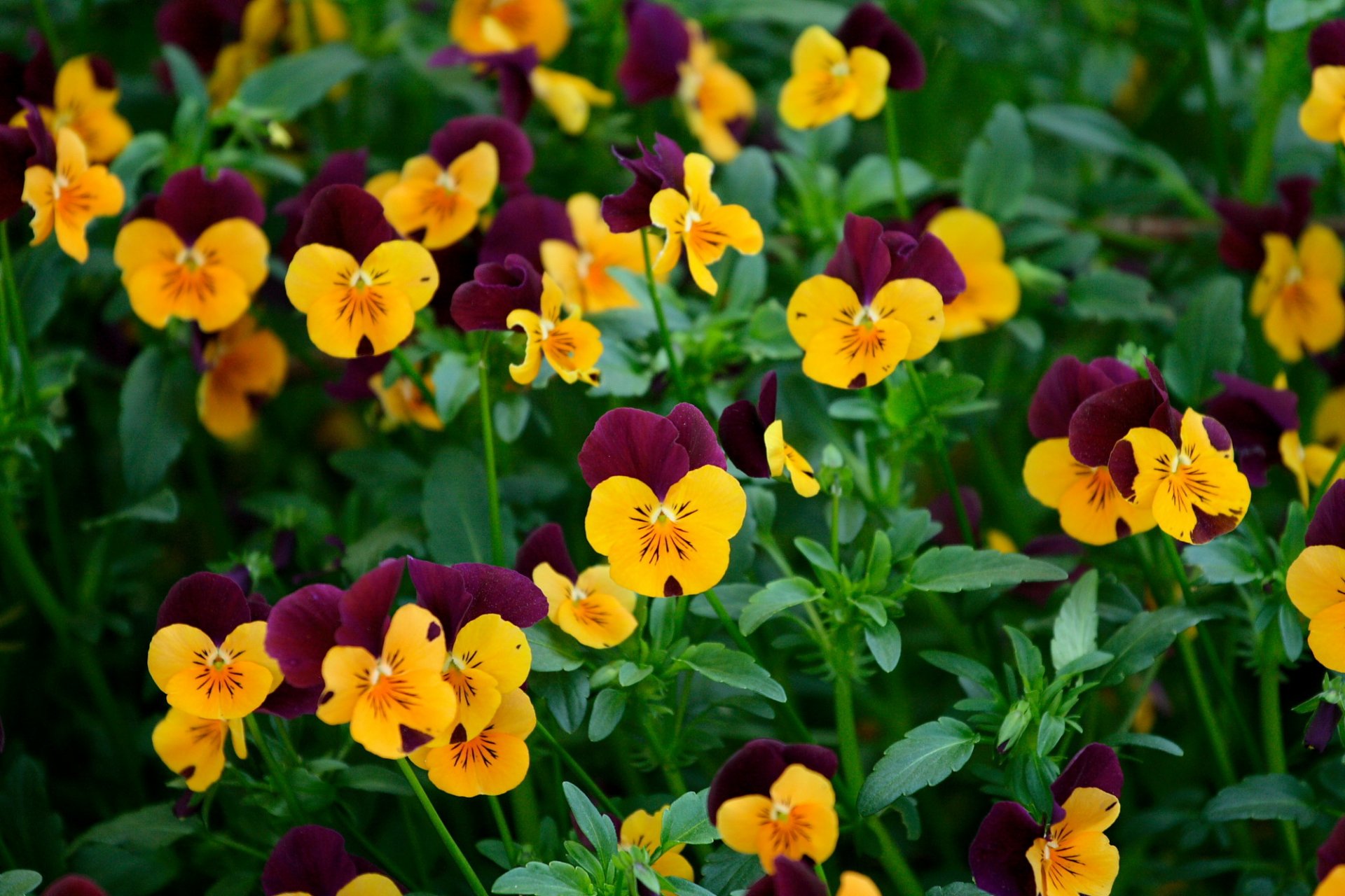 fiori verdi viole del pensiero viola