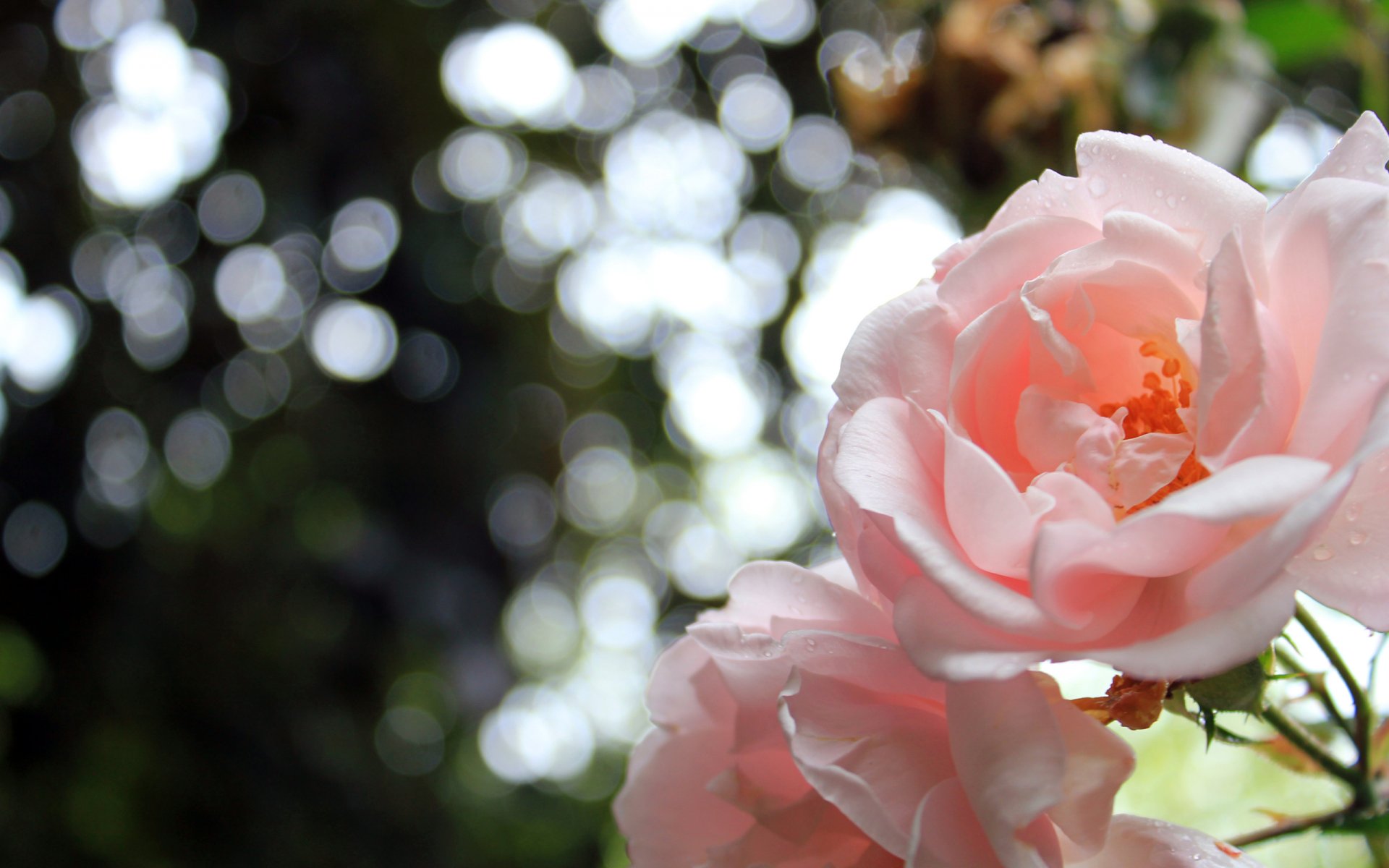 fiori rose natura petali bokeh 2560x1600