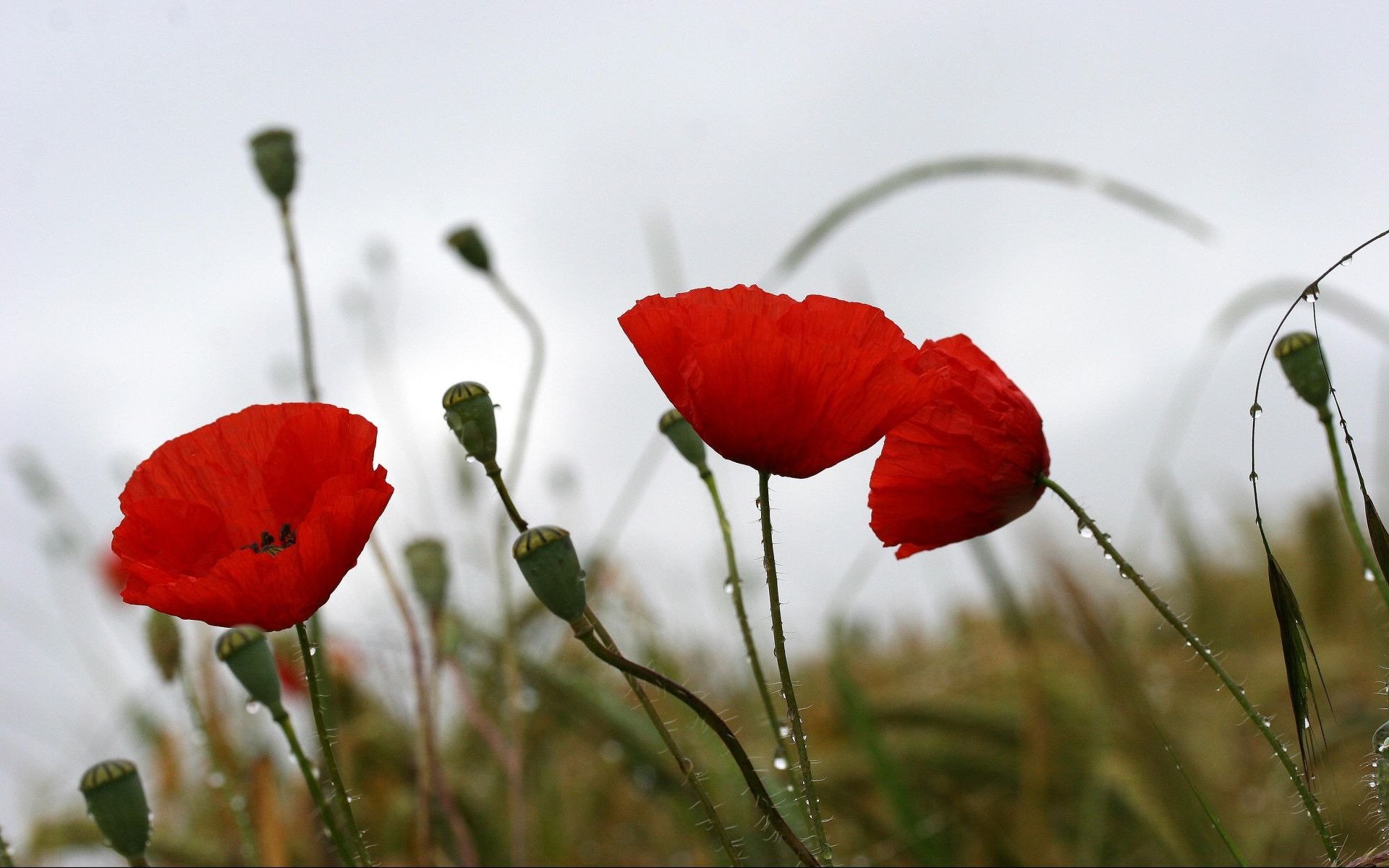 amapolas gotas clima estado de ánimo verano naturaleza flores