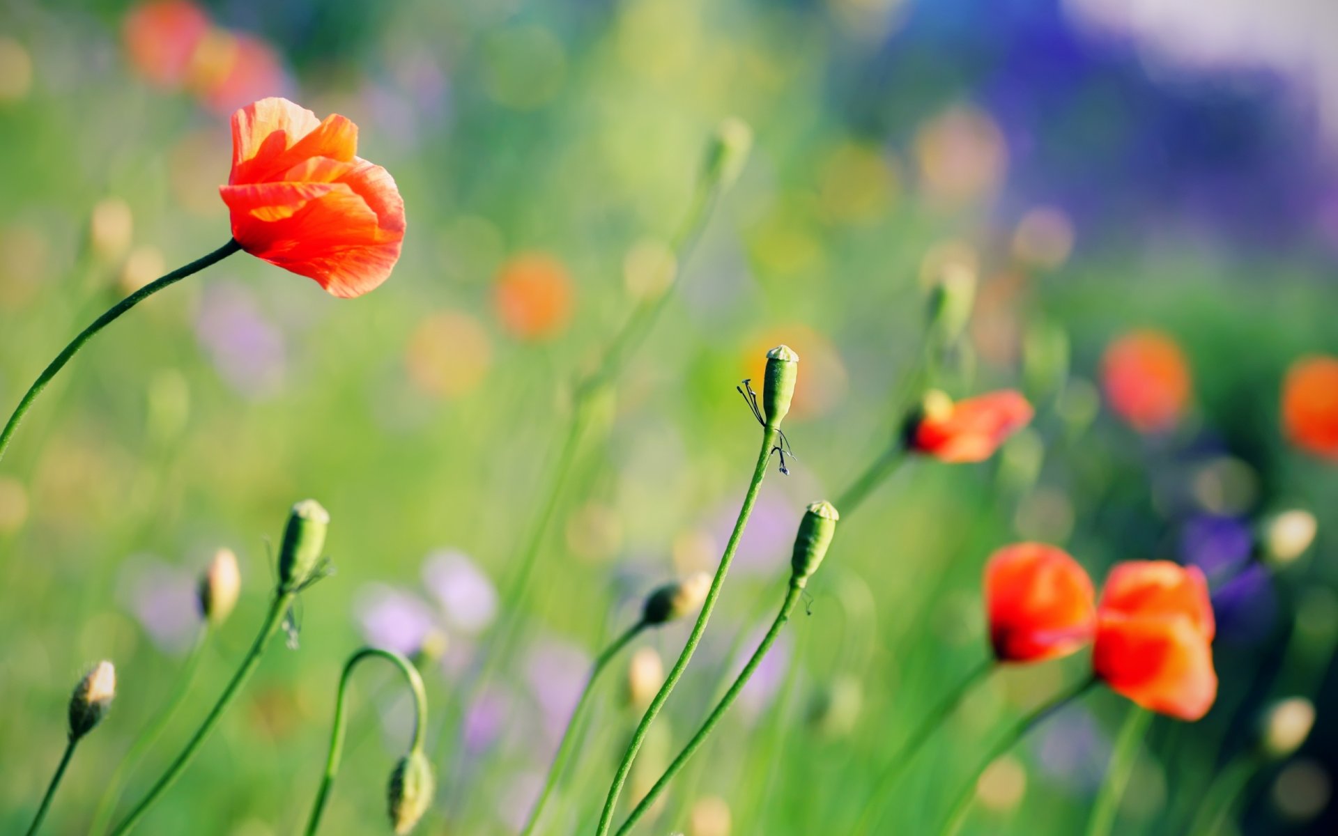 fleurs coquelicots clairière été lumineux couleurs plantes fond fond d écran