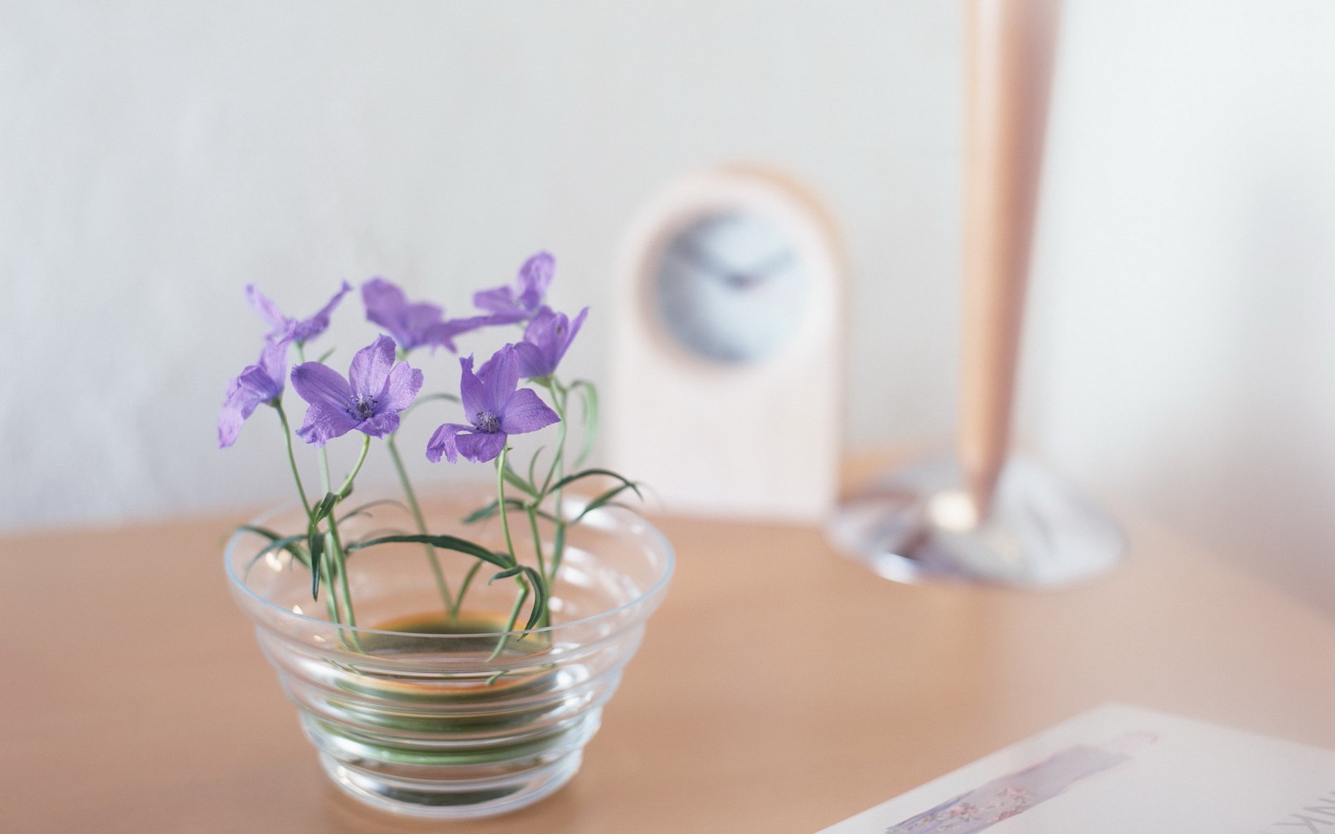 makro blumen lila auf dem tisch uhr wecker zart färbung