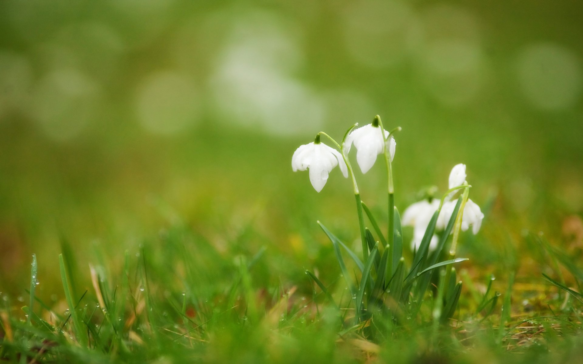 campanillas de invierno blanco primaveras brotes hierba gotas rocío borrosidad primavera flores