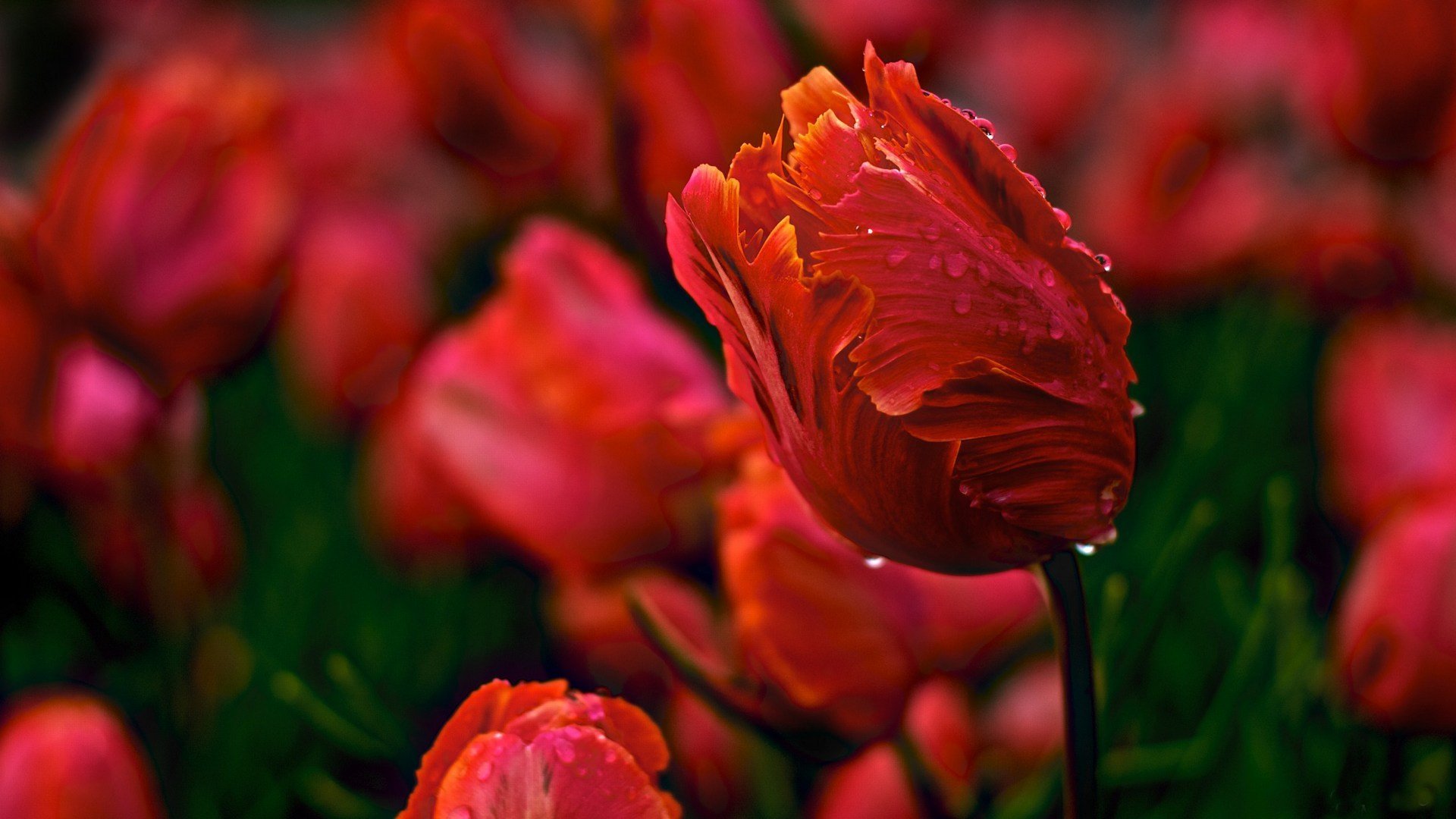 tulipani tulipano fiori boccioli bocciolo petali rugiada acqua gocce rosso primavera natura