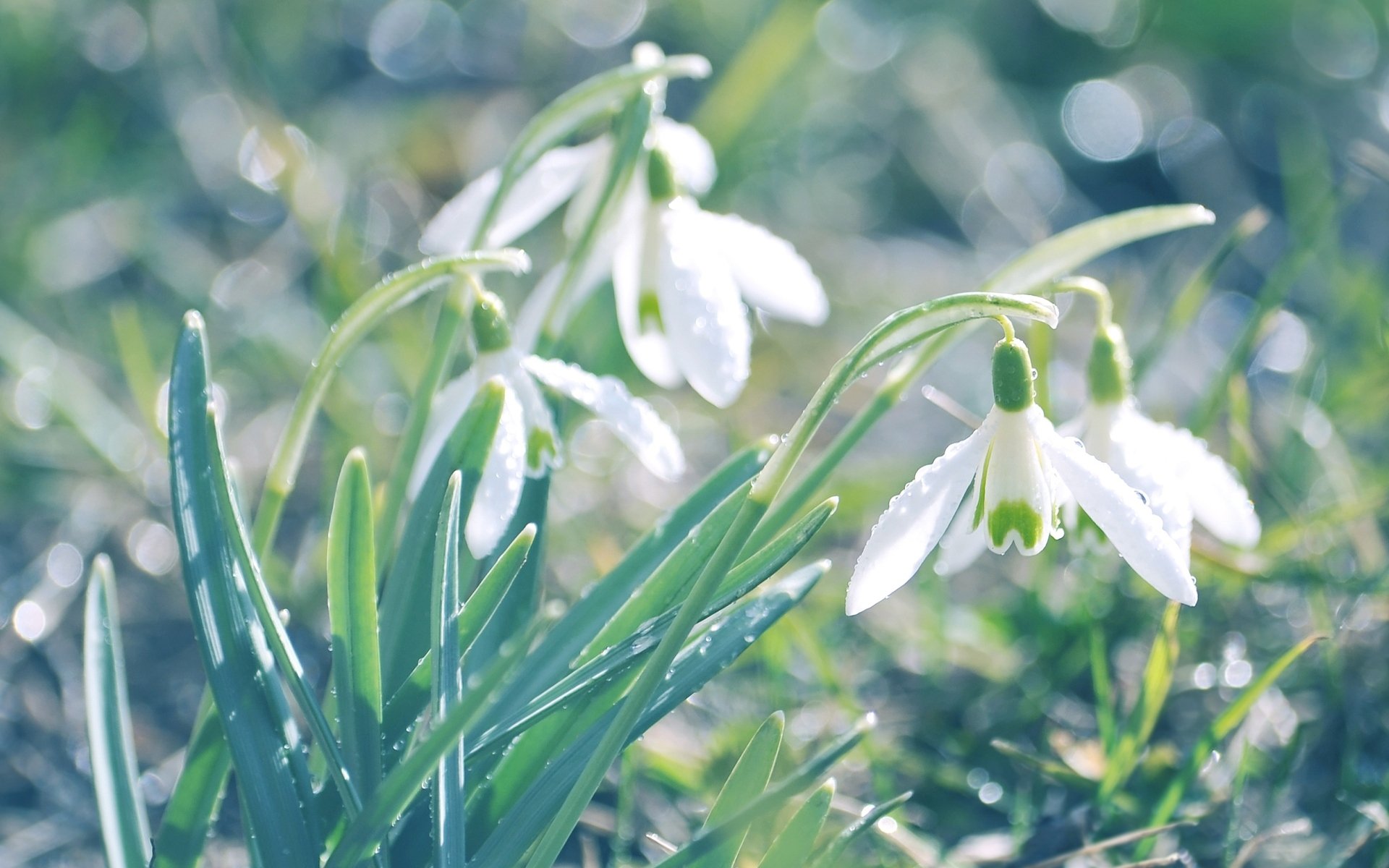 nowdrops flower primrose white green grass plants land nature reflections light blur spring close up