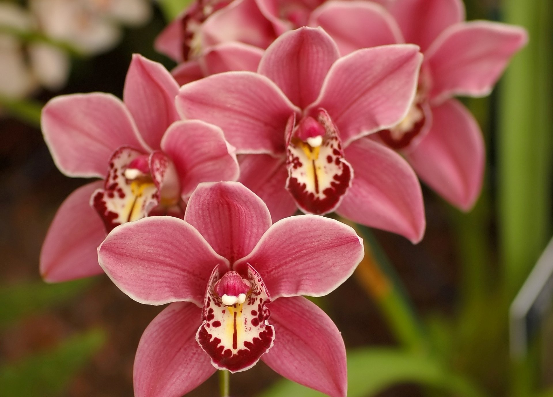 orchidea clarissa austin i migliori fiori rosa bellissimi sfondi natura fiori orchidee rosa petali cymbidium natura primavera bellezza