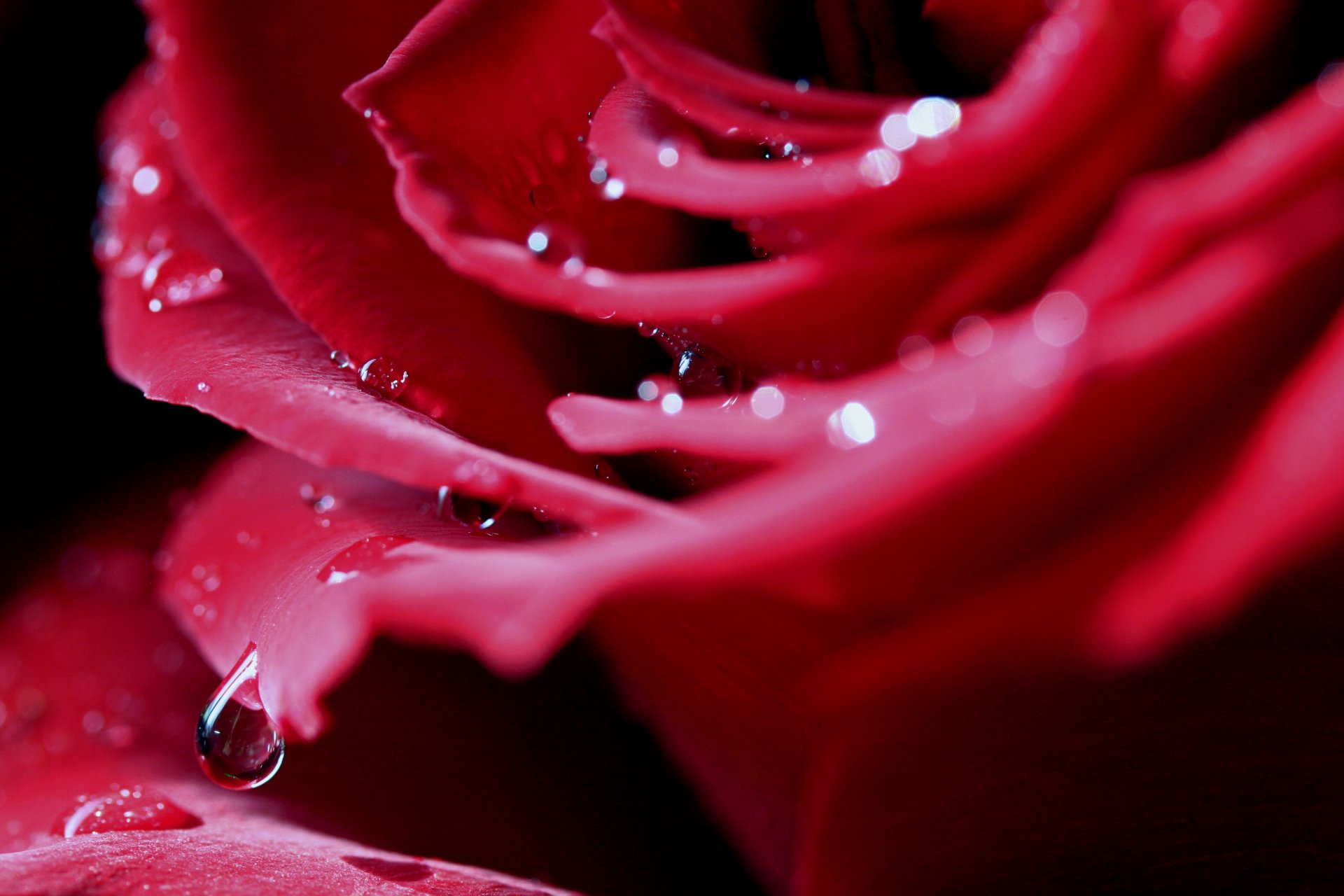 rose bud petals red drop drops close up