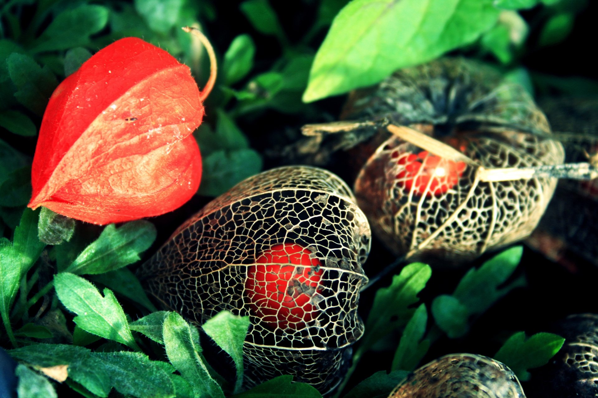 fiori physalis arancio scatola