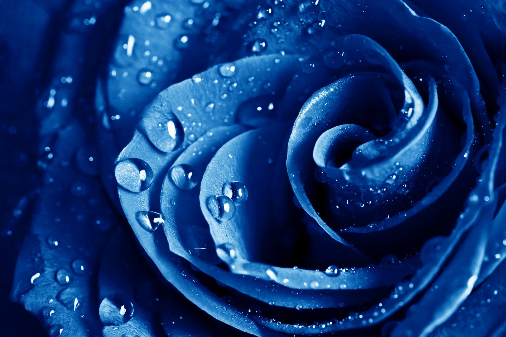 rose bleue bleu rose gros plan