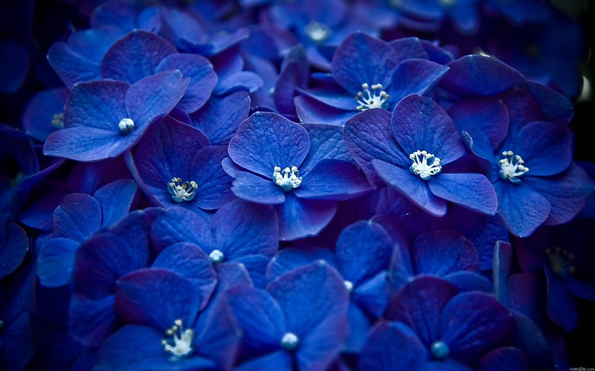 fiori petali molti blu macro