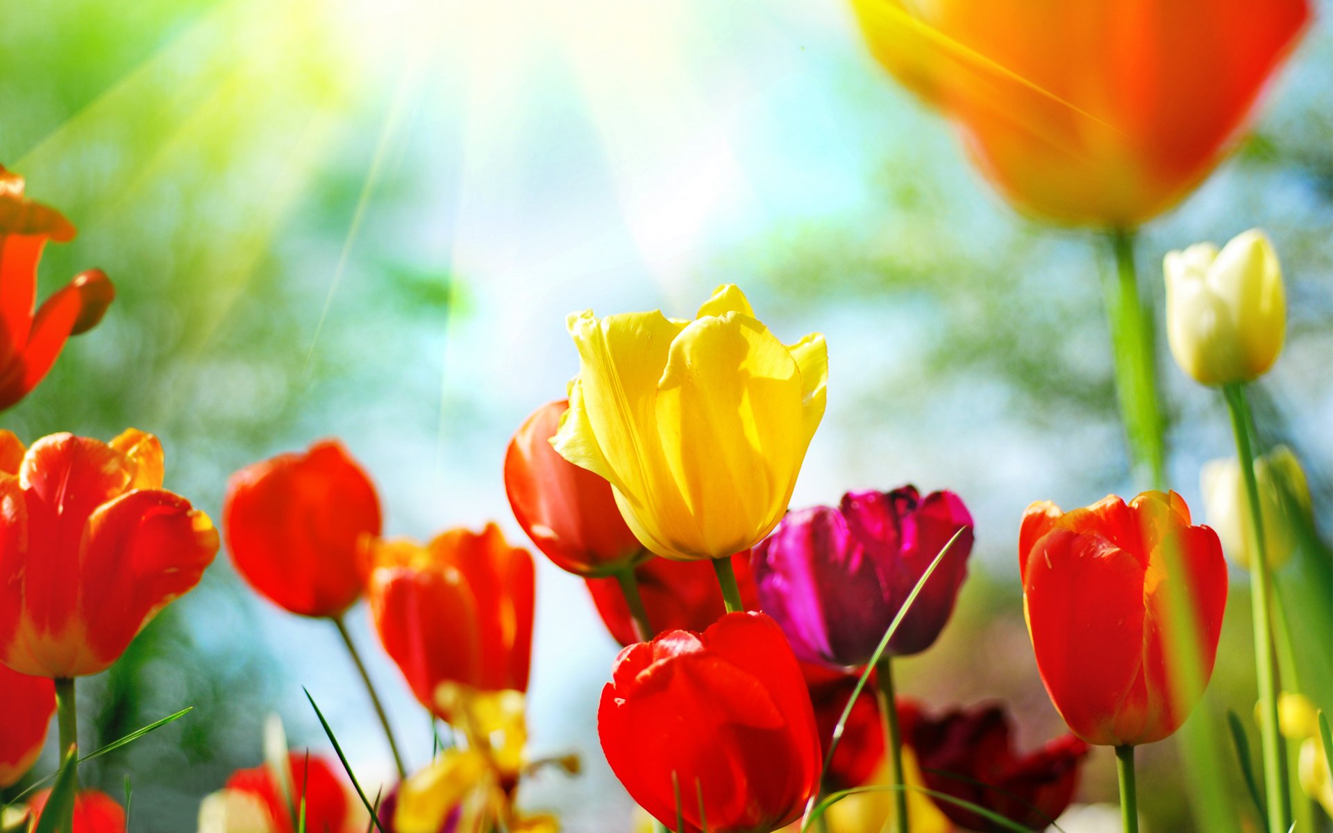 tulpen frühling blumen knospen natur