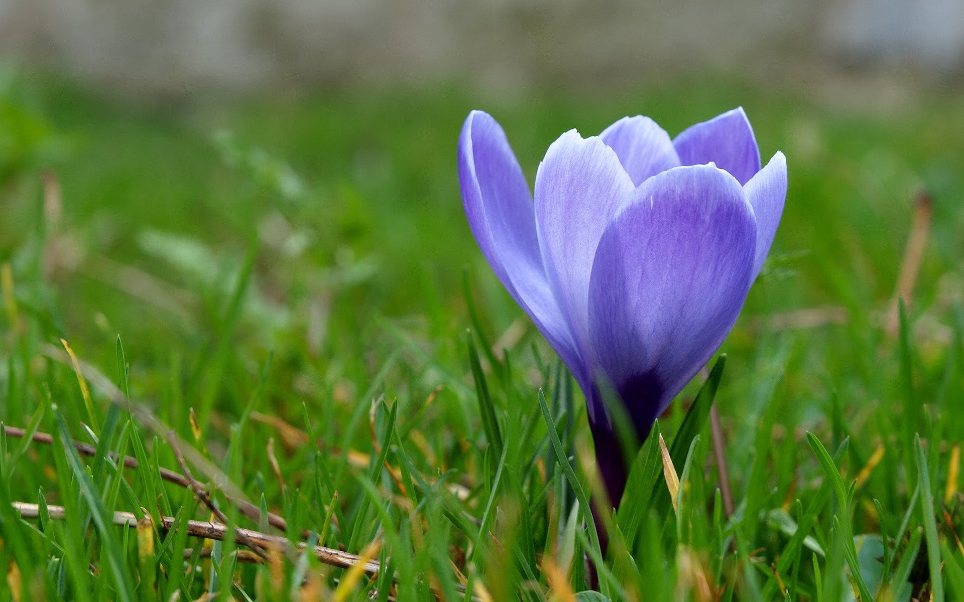 azafrán prímula azul flor hierba primavera macro